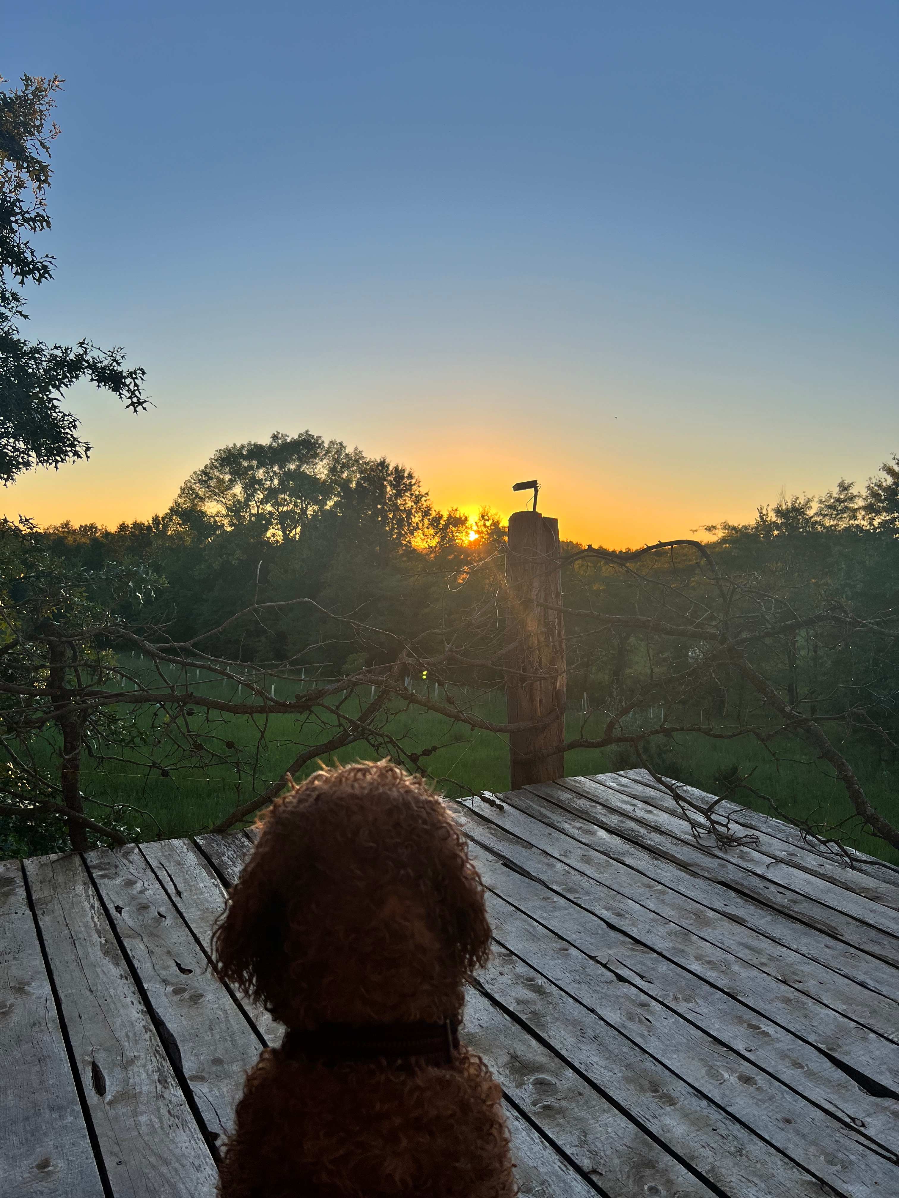 Ubuntu Treehouse