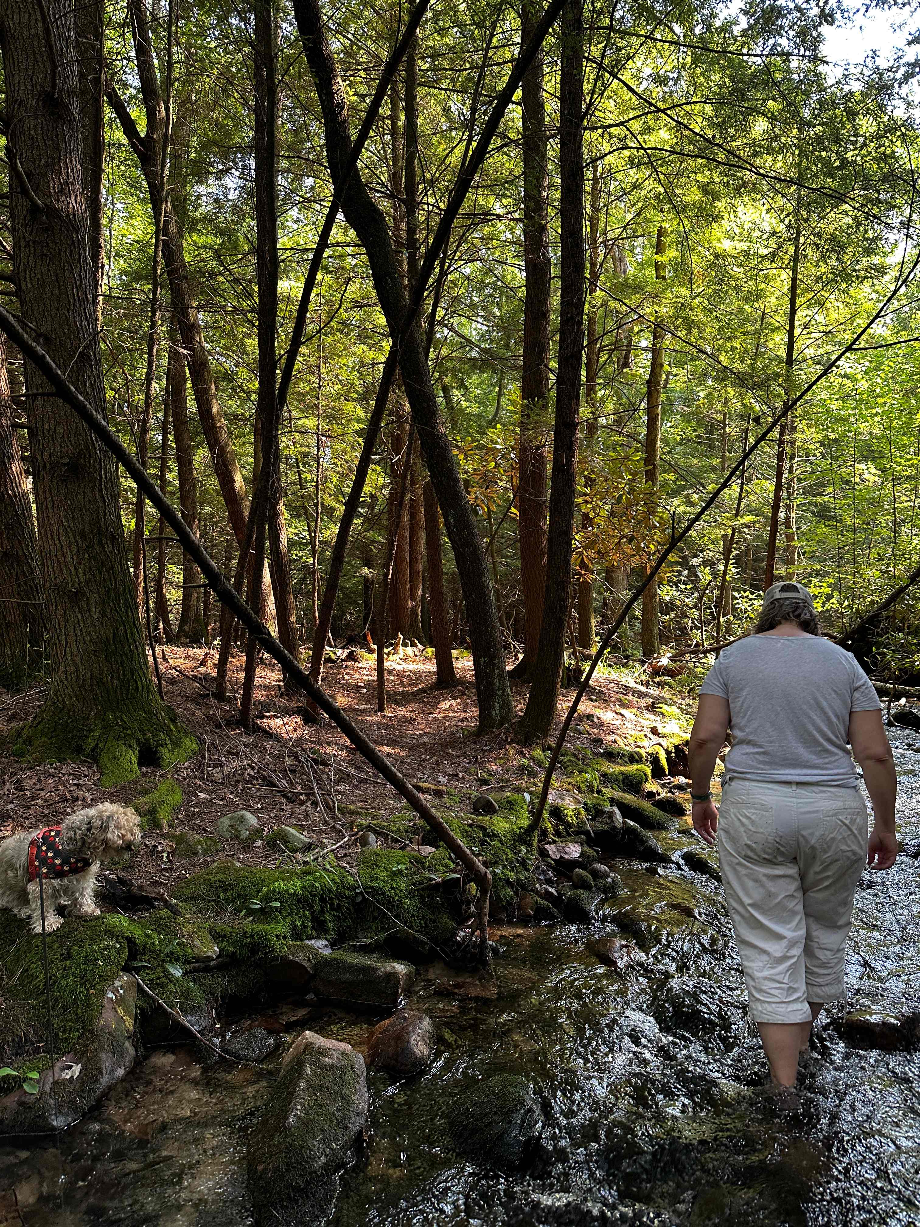 Picture of the site