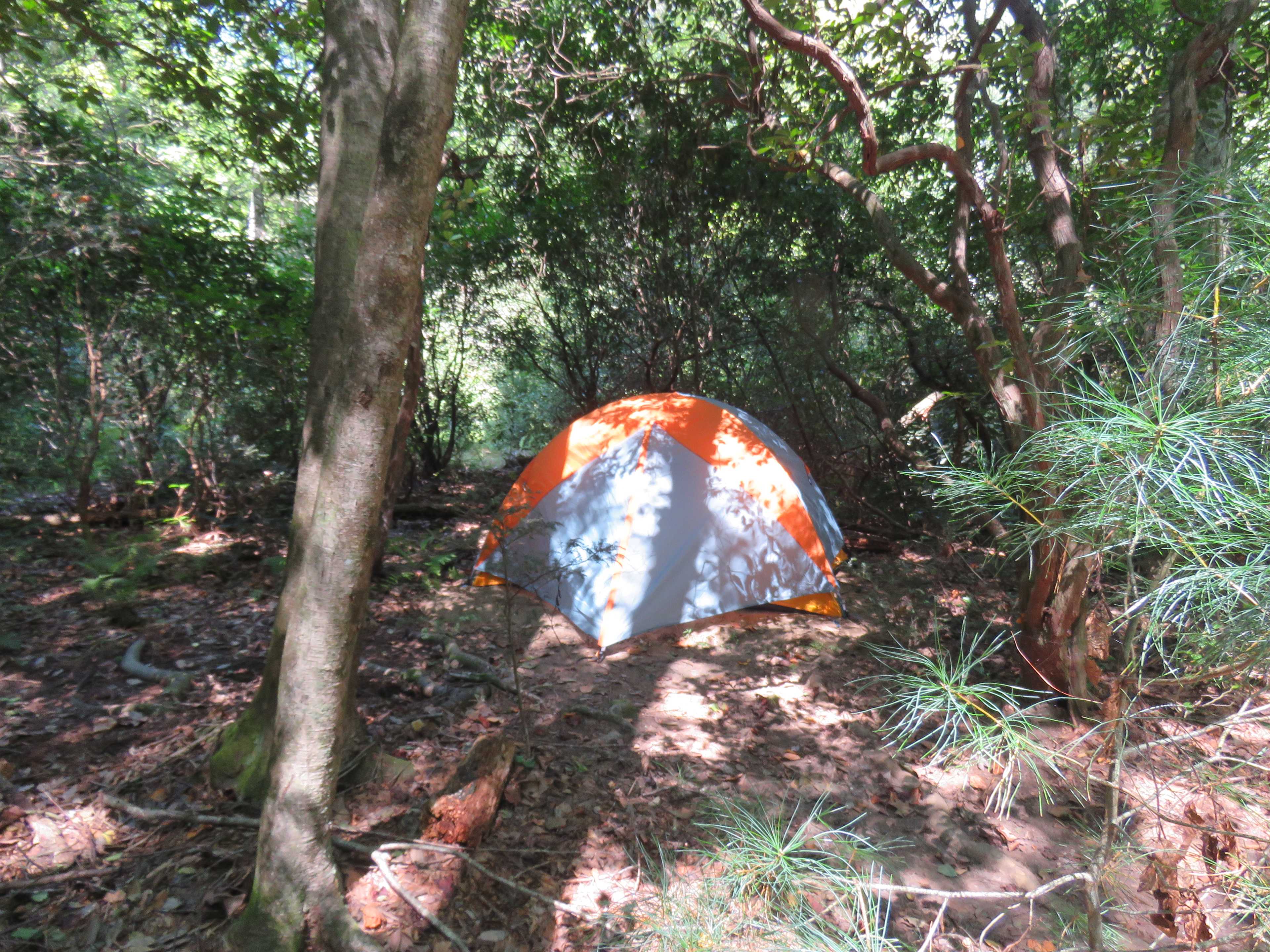 Picture of the site