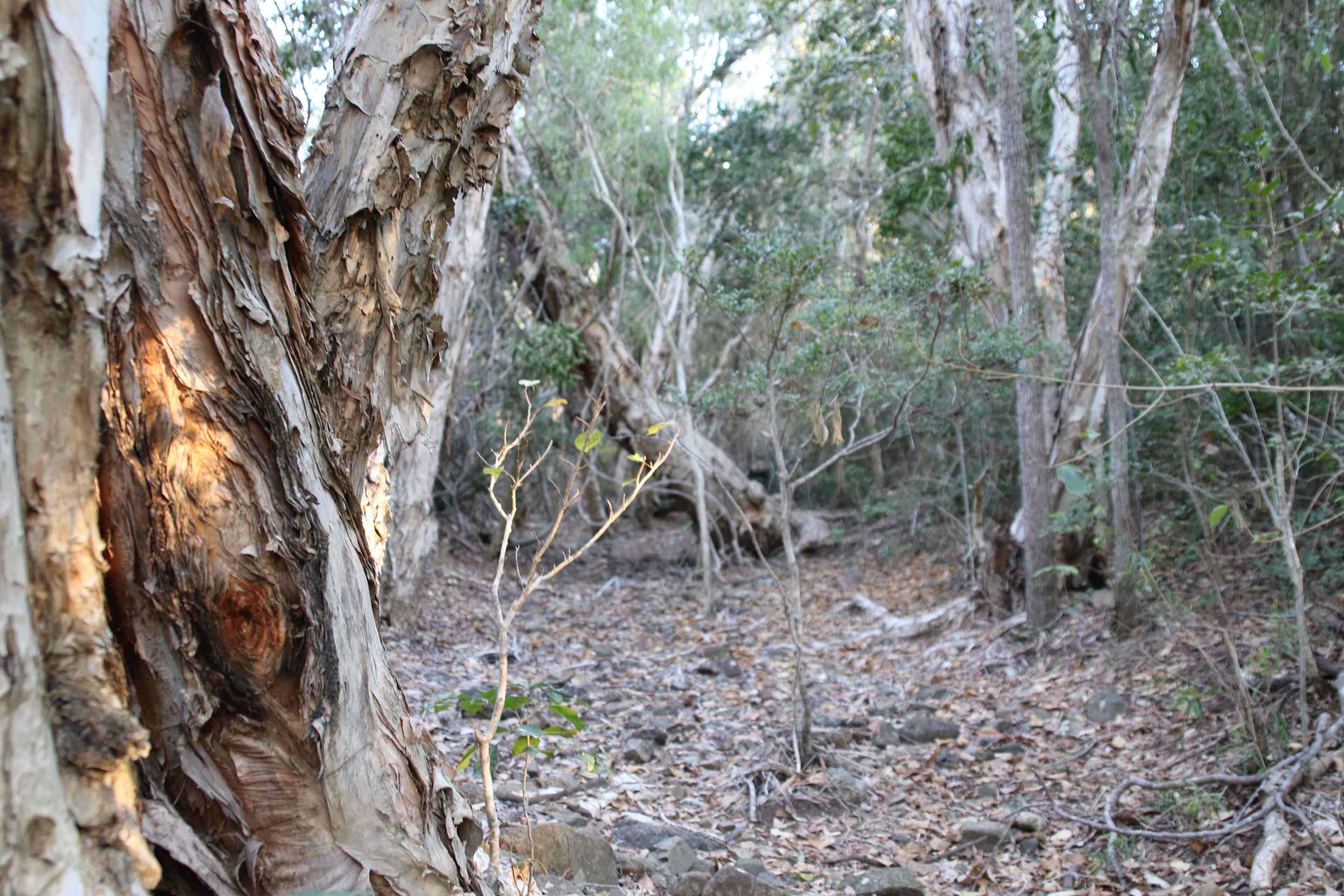 Creek and paperbark