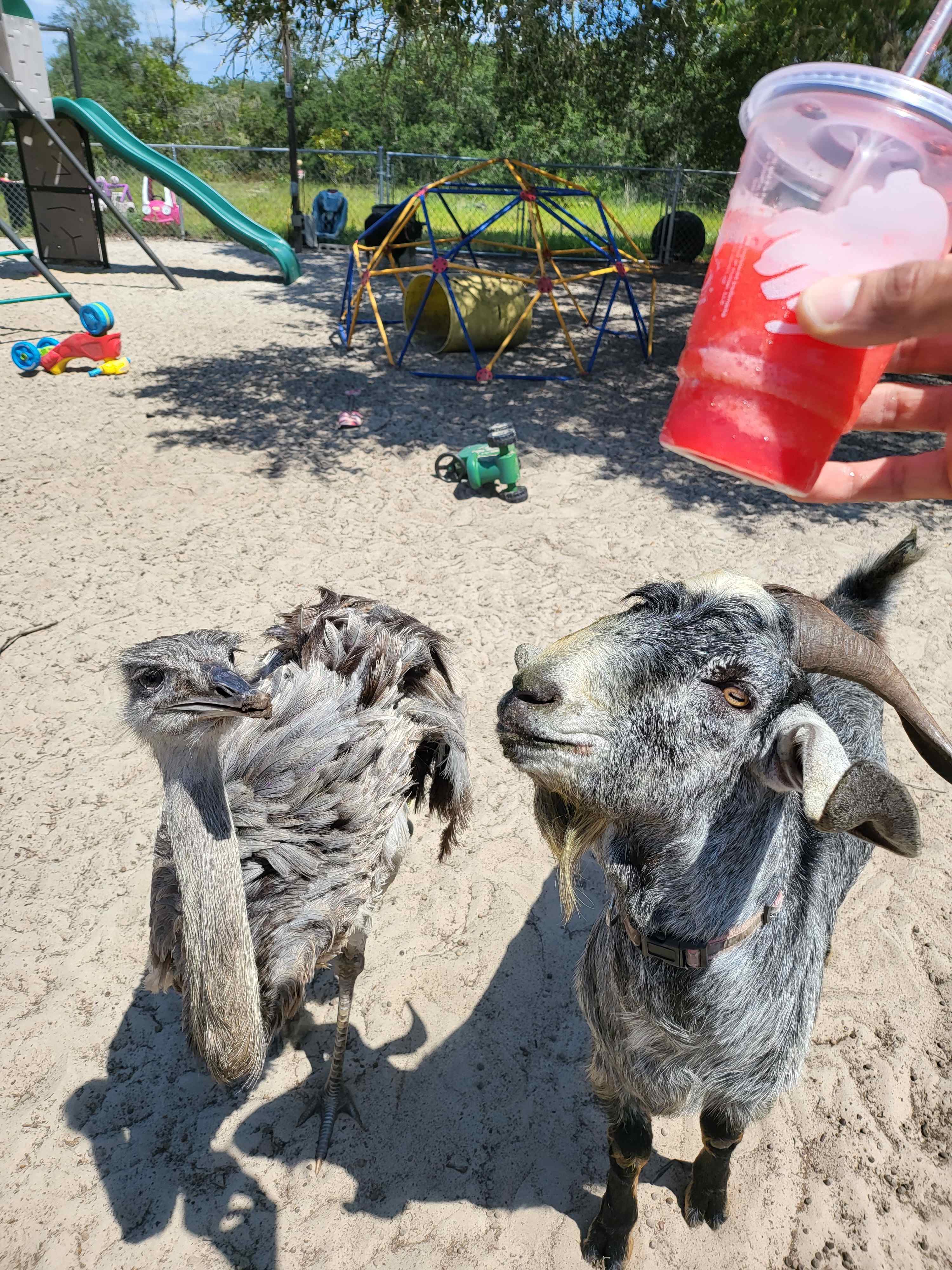 Happy Campers Rescue Ranch
