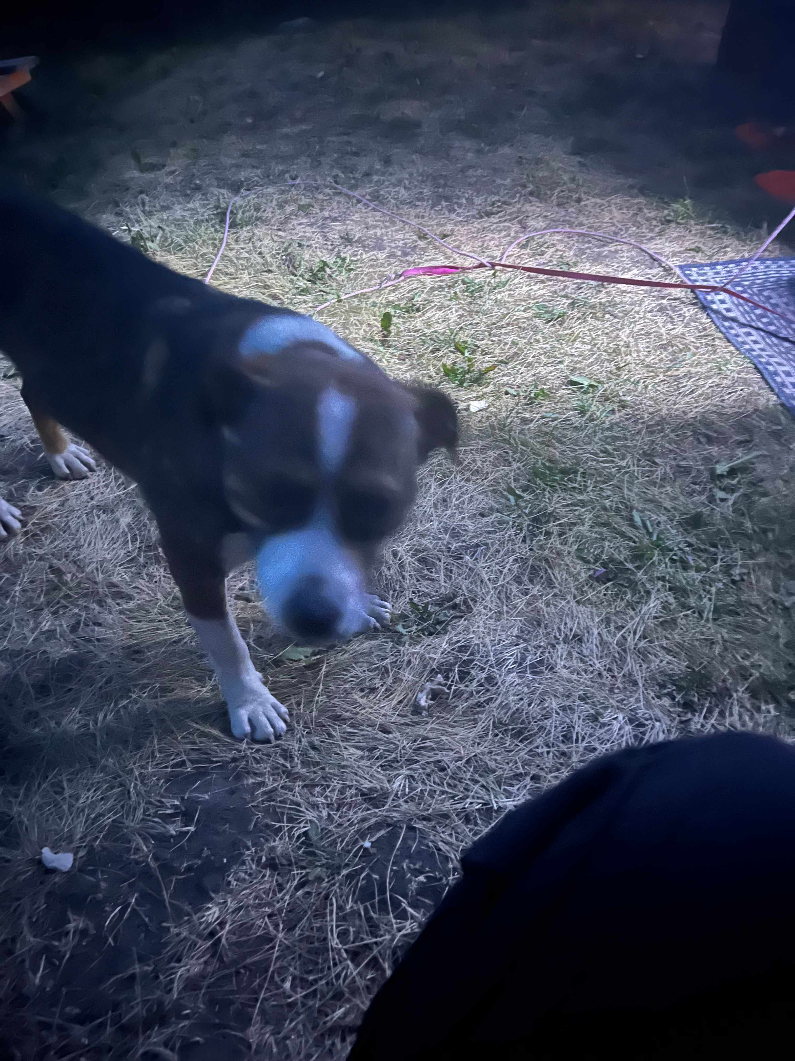 Neighbors dog, Joe