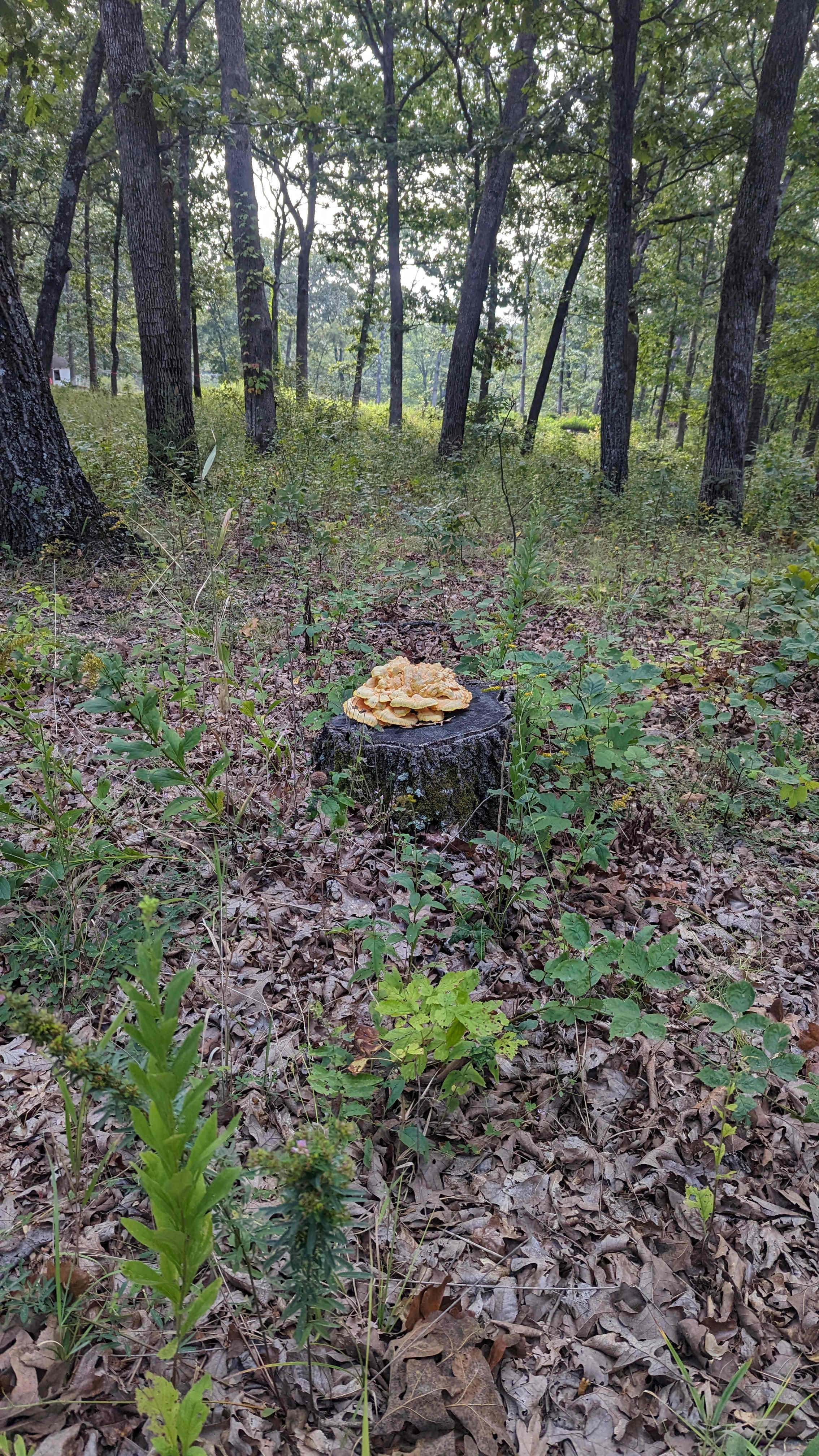 Mushroom Hunting
