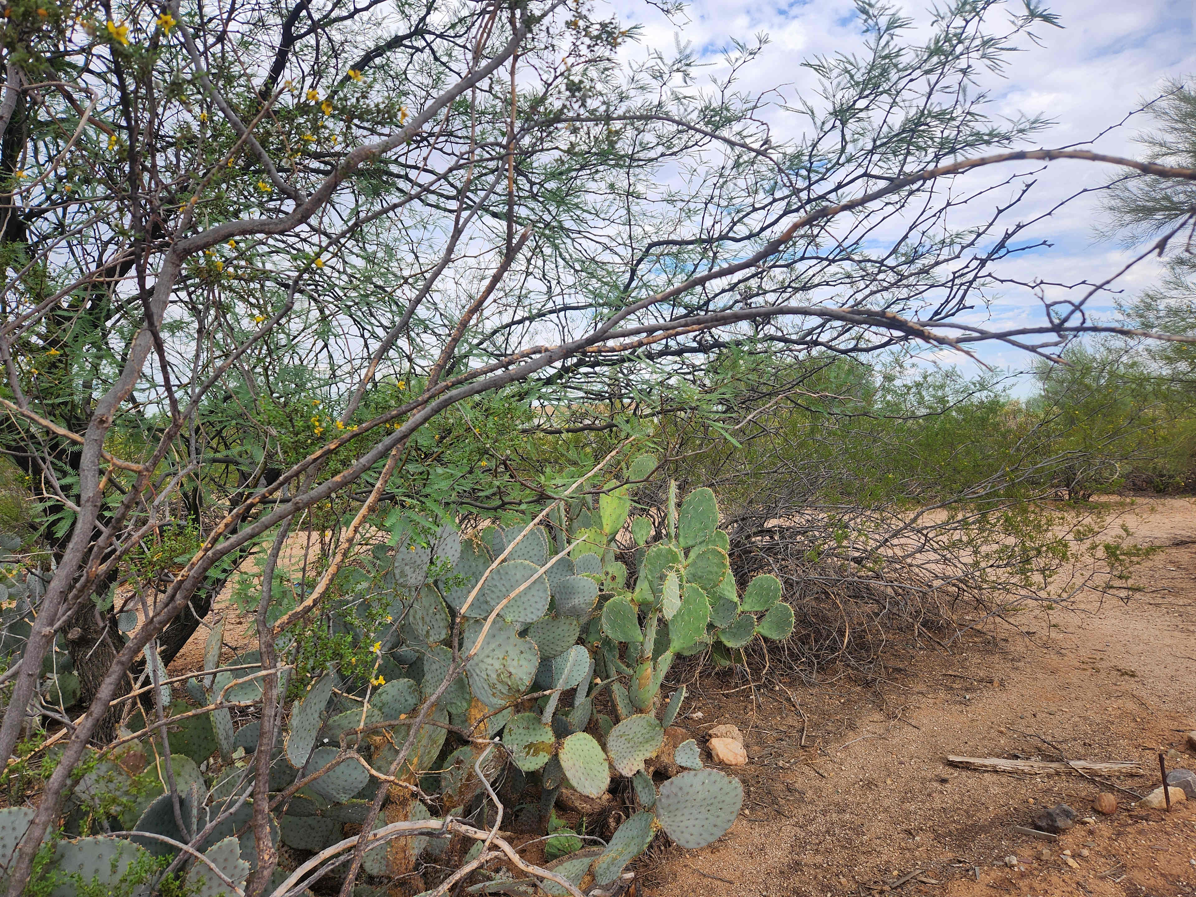 Camp Saguaro