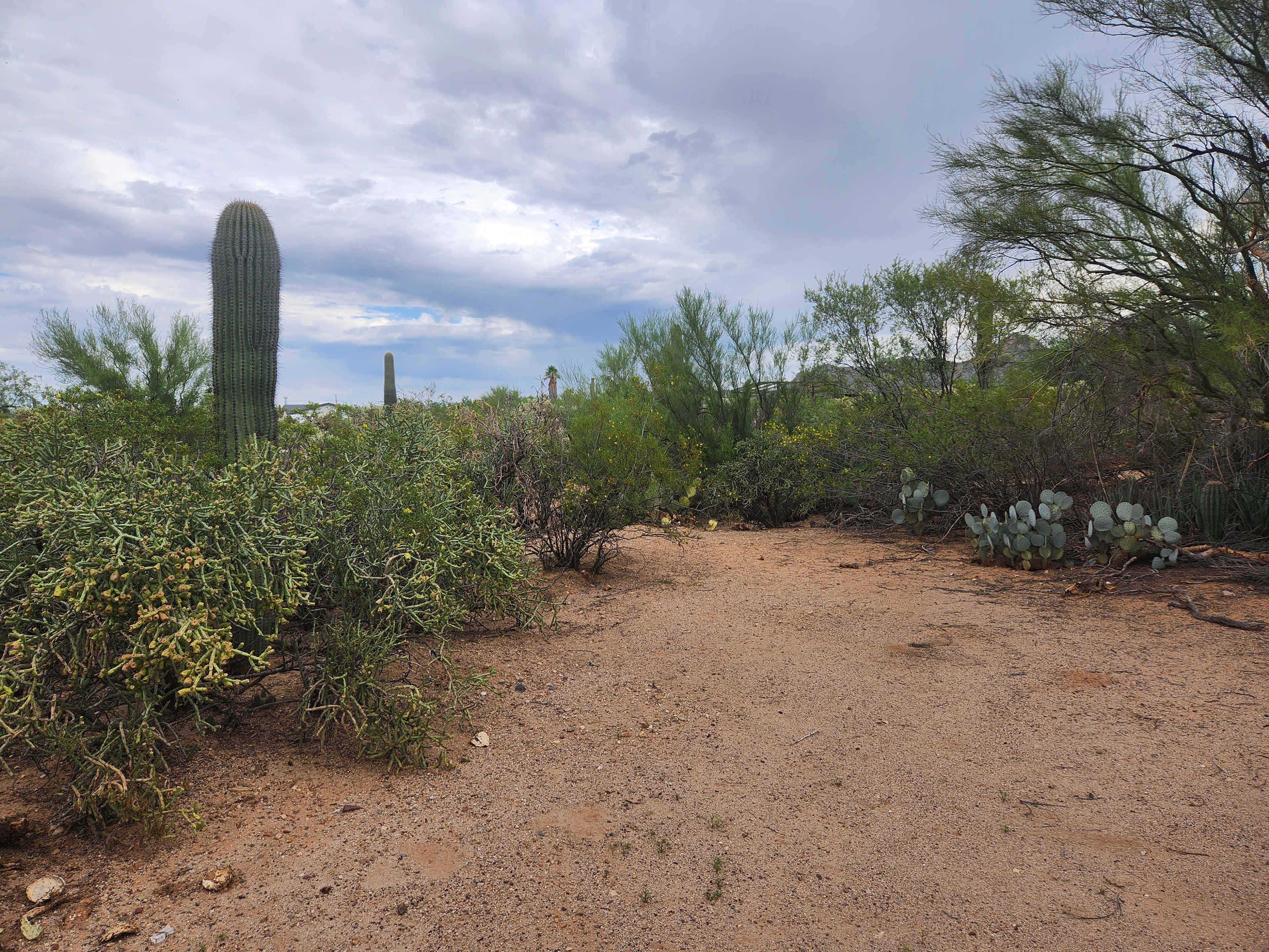 Camp Saguaro