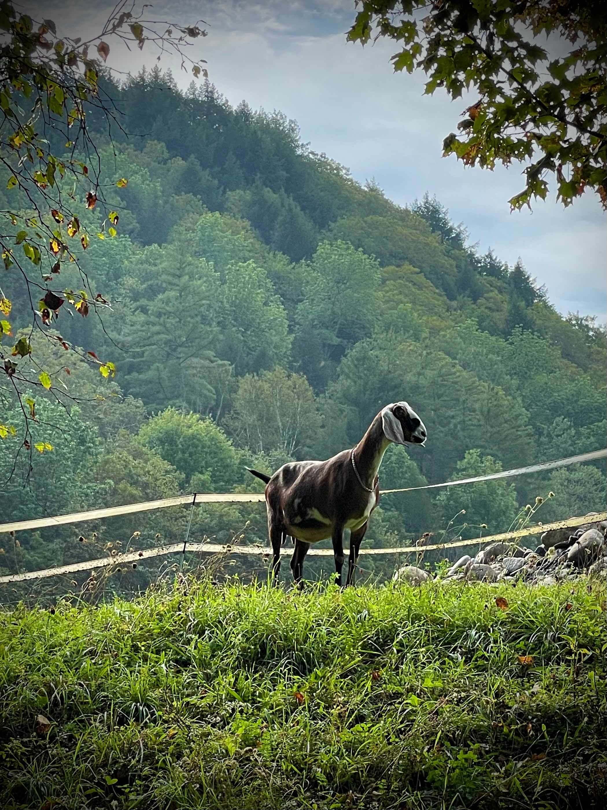 Sedona is the herd guardian. She will not eat until she is sure it is safe for the others. 