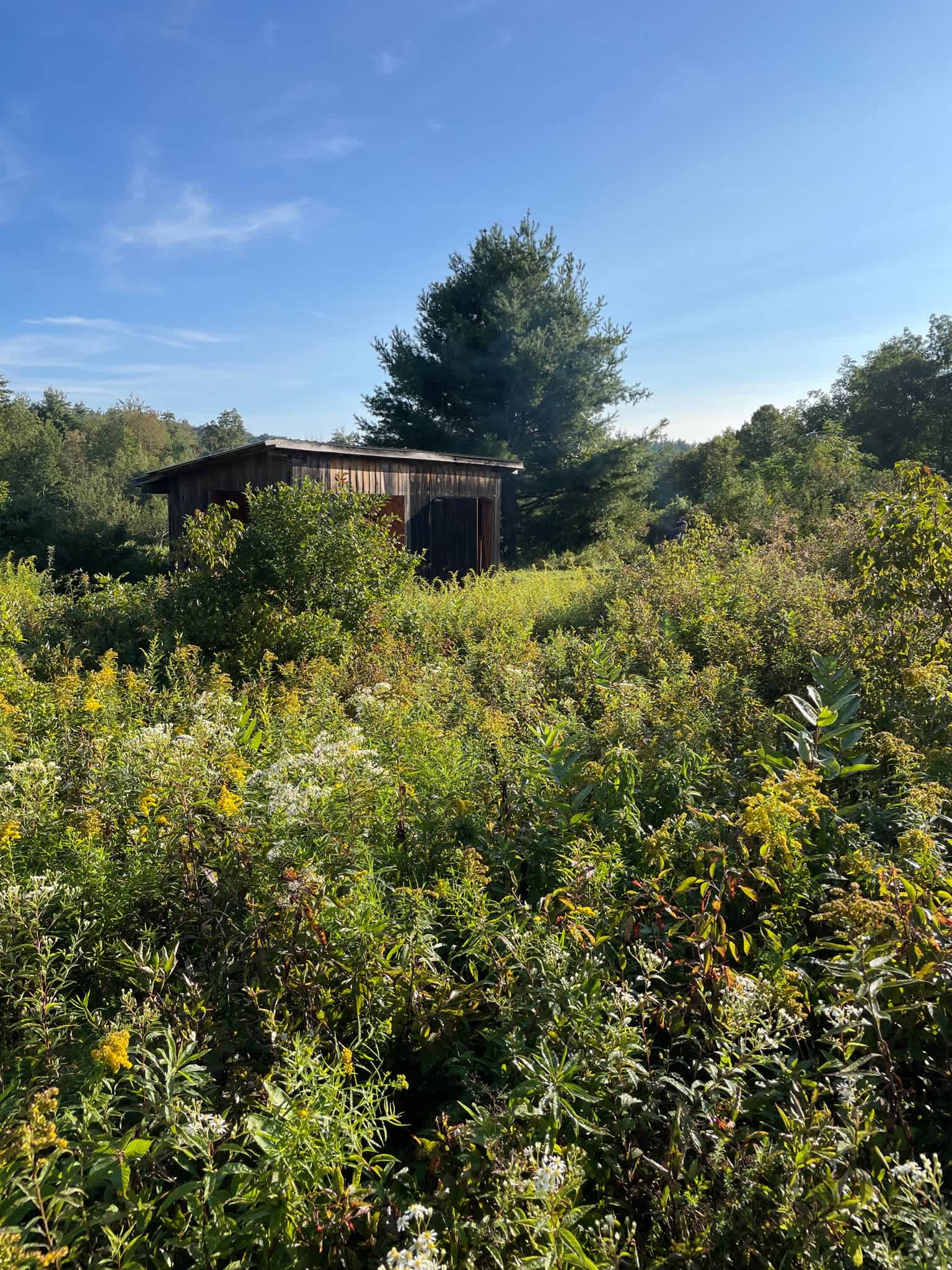View toward the wooden structure