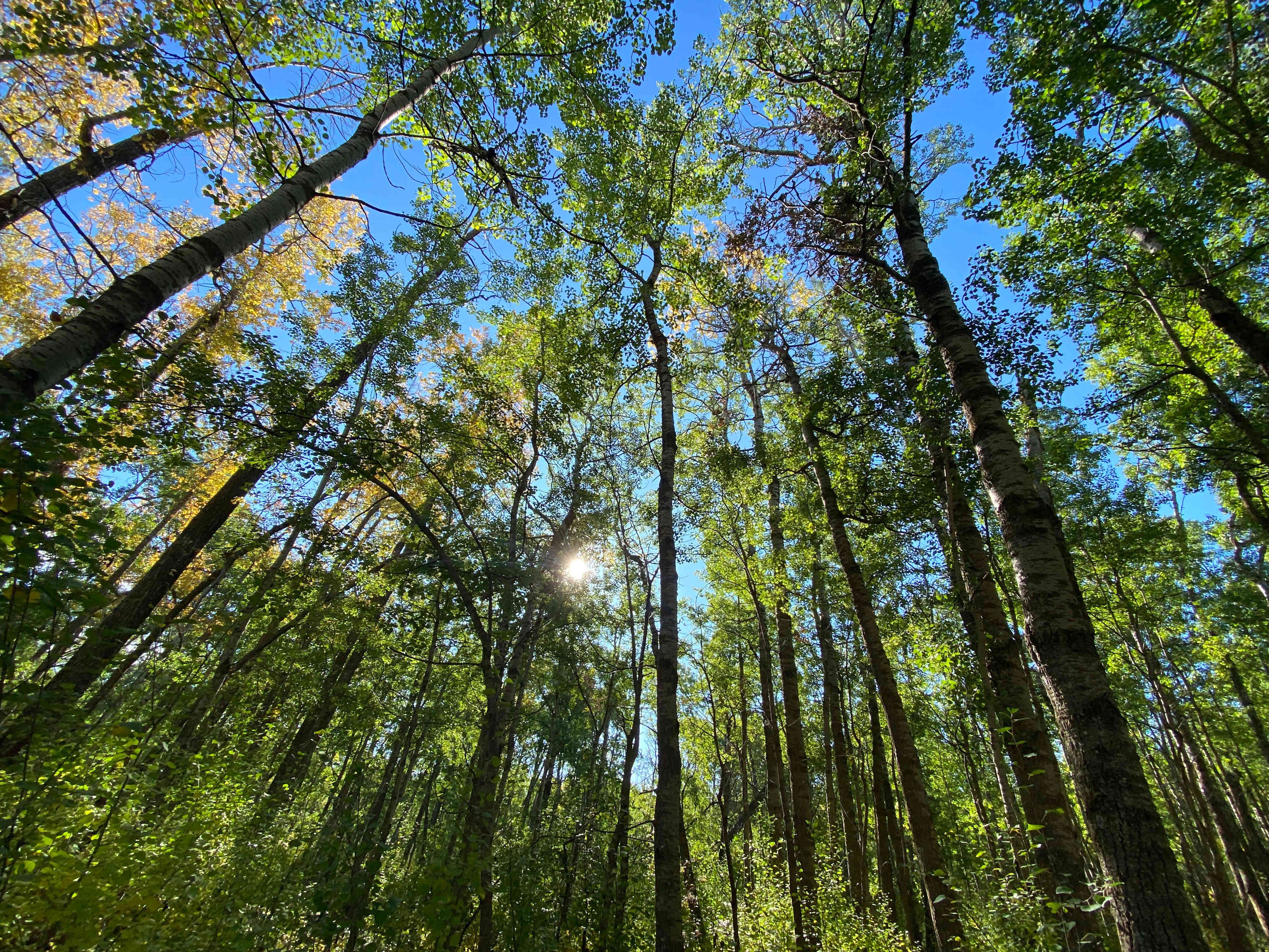 Aspen Grove