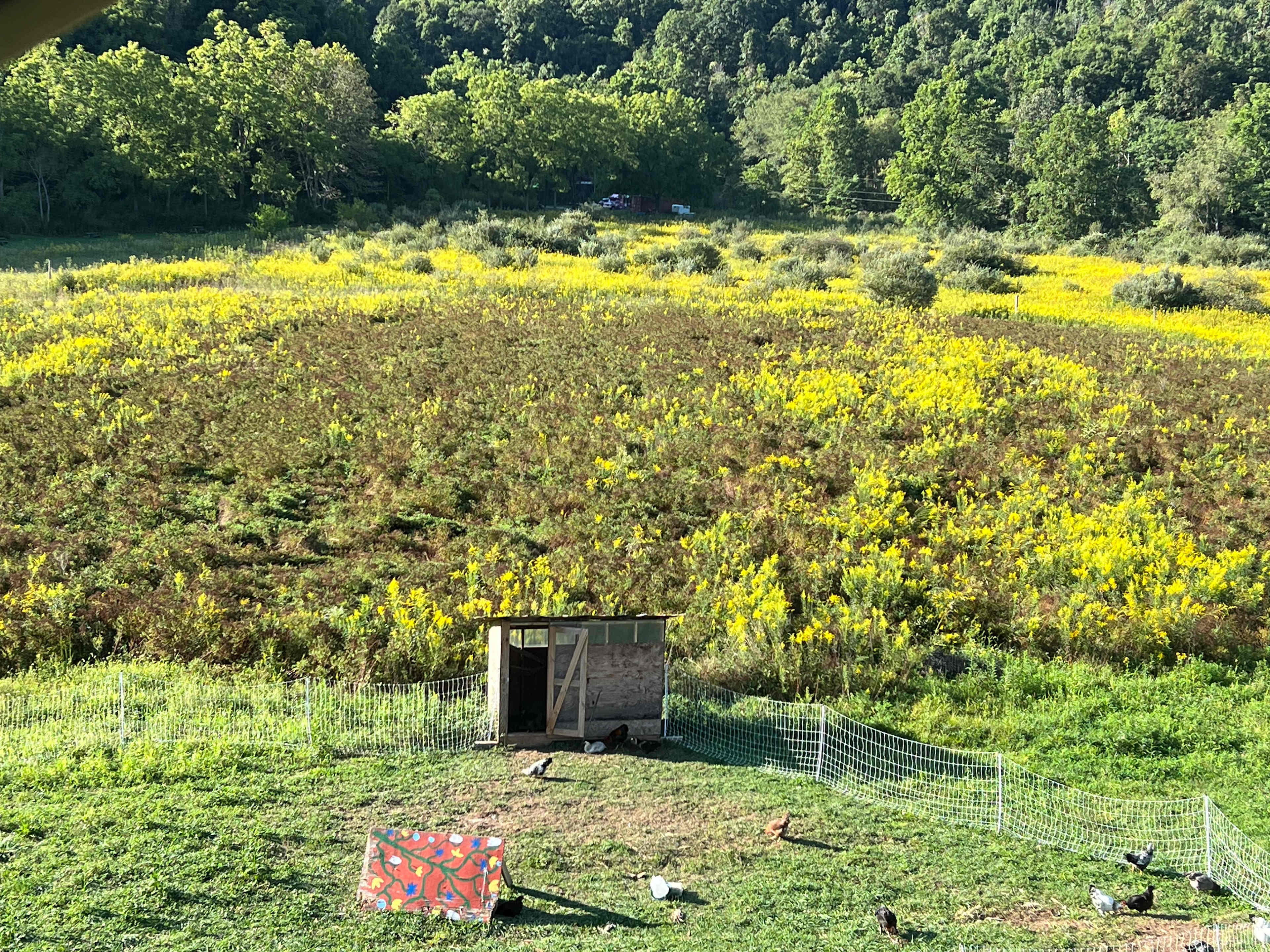 Picture of the site
