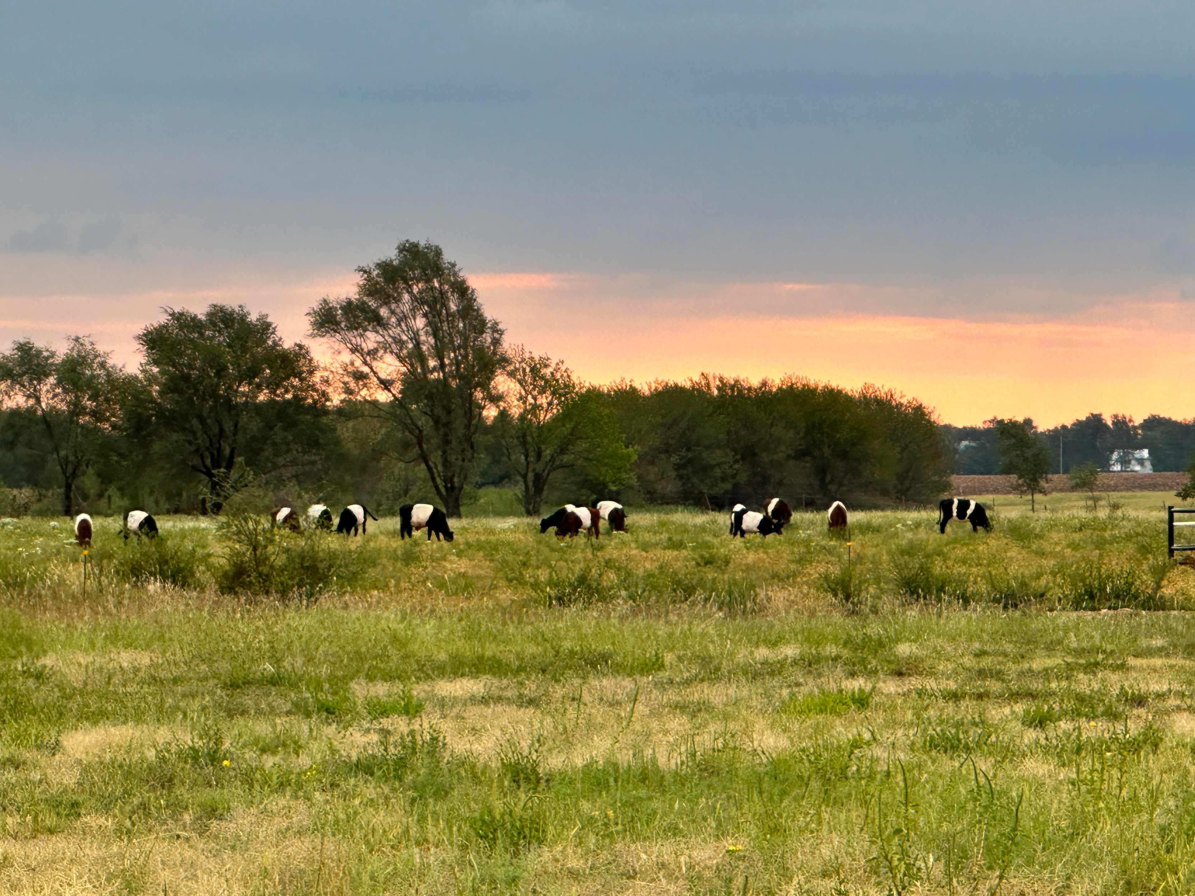 Borntrager Dairy
