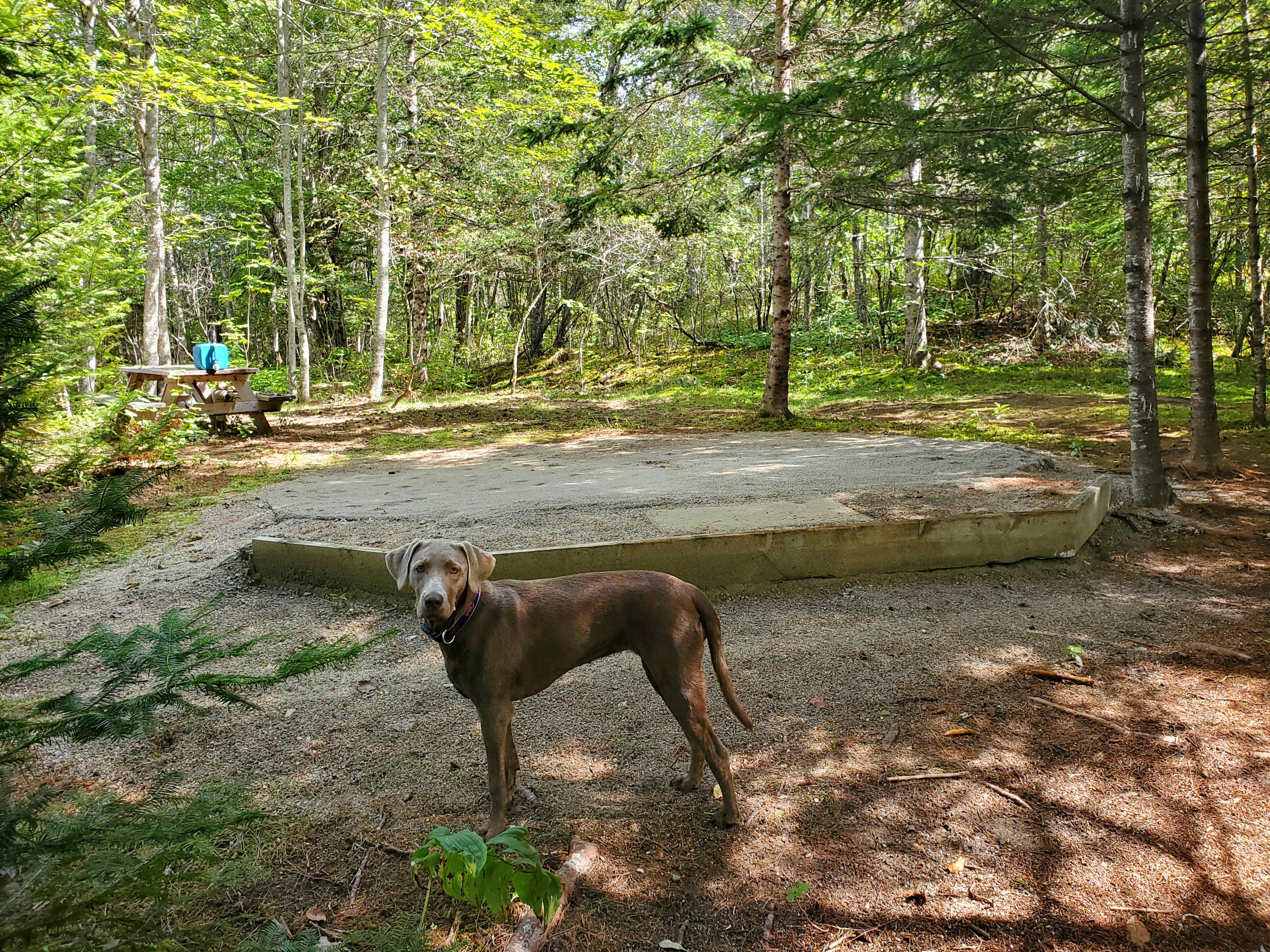Graham Cracker Cabin and Campsites
