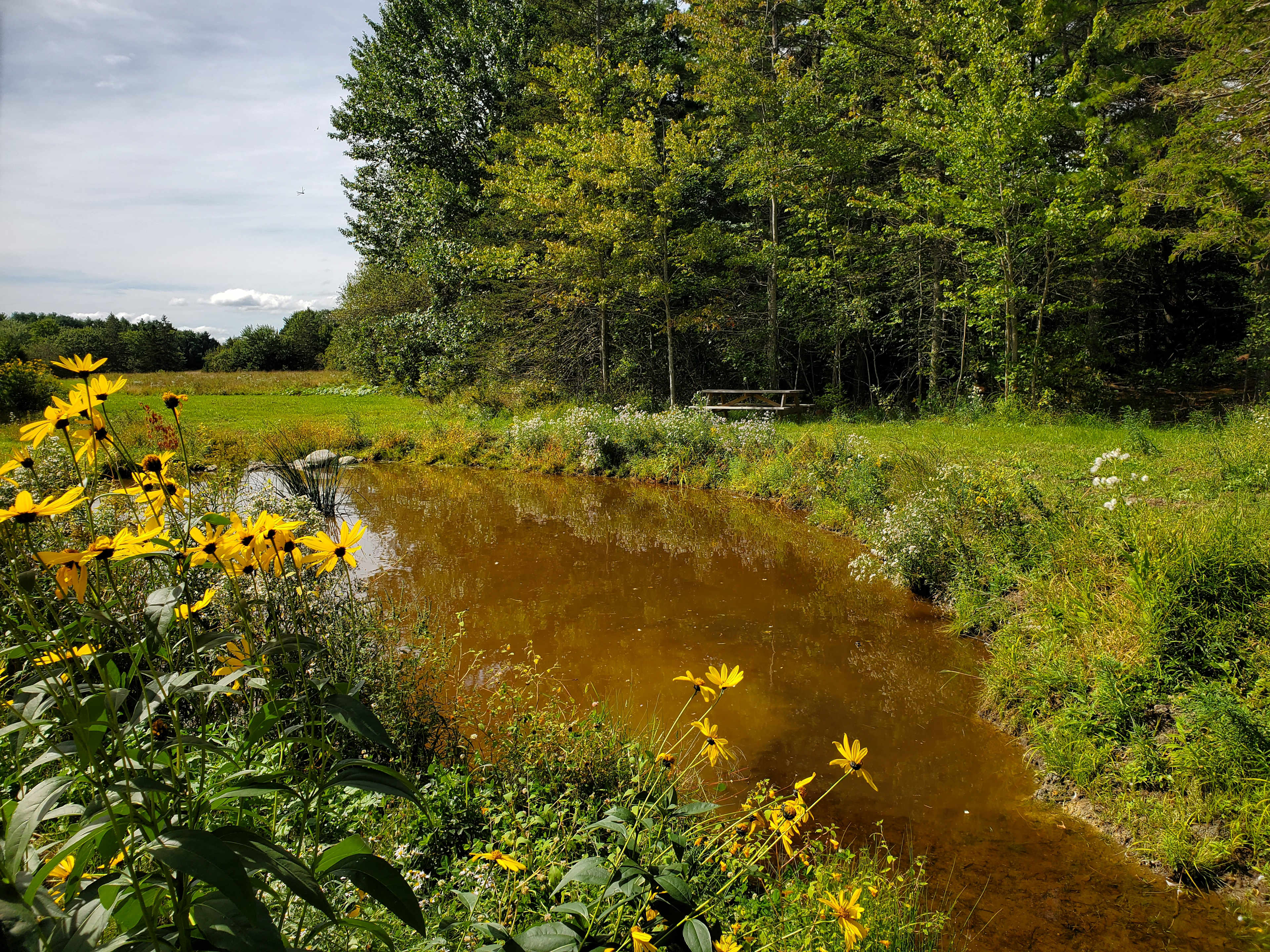 Picture of the site