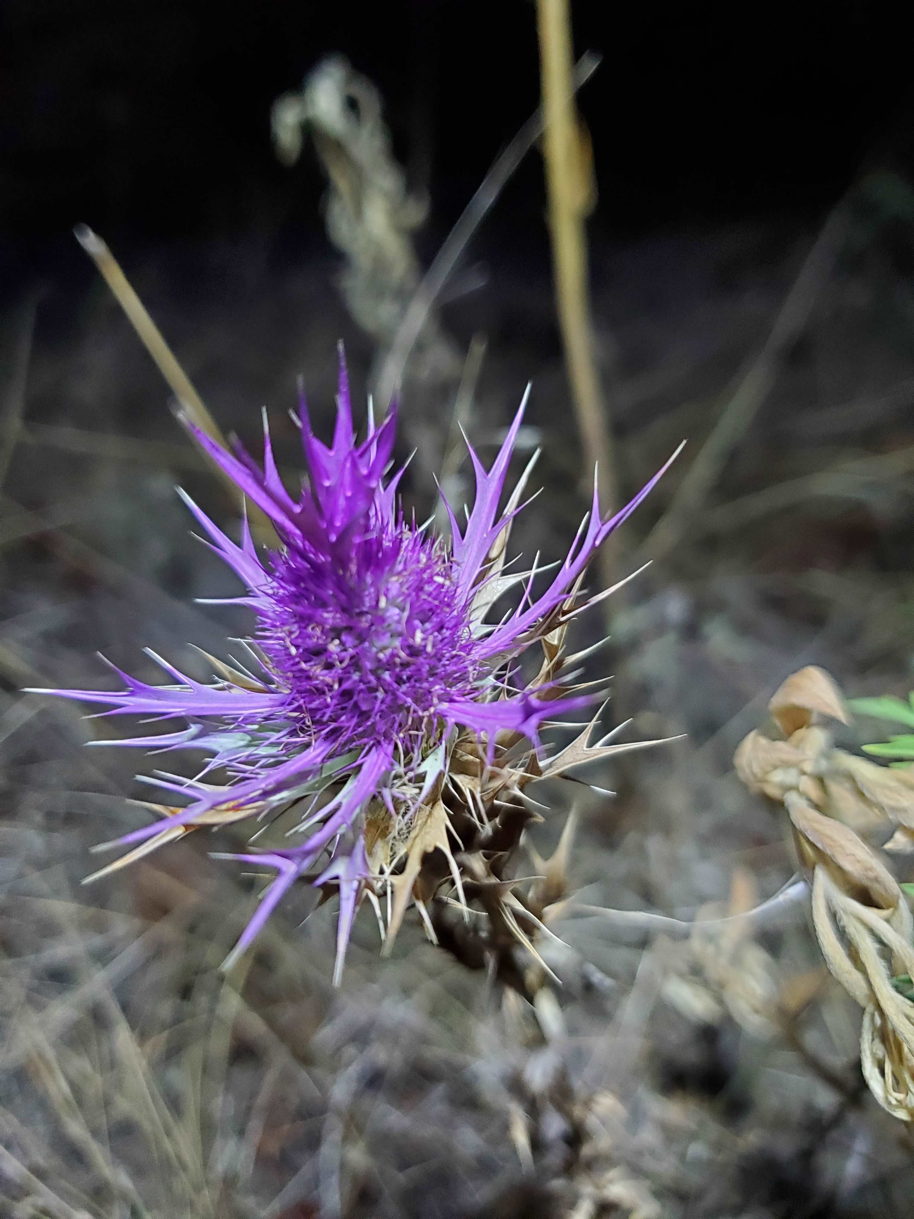Leavenworthy's Eryngo, I believe?