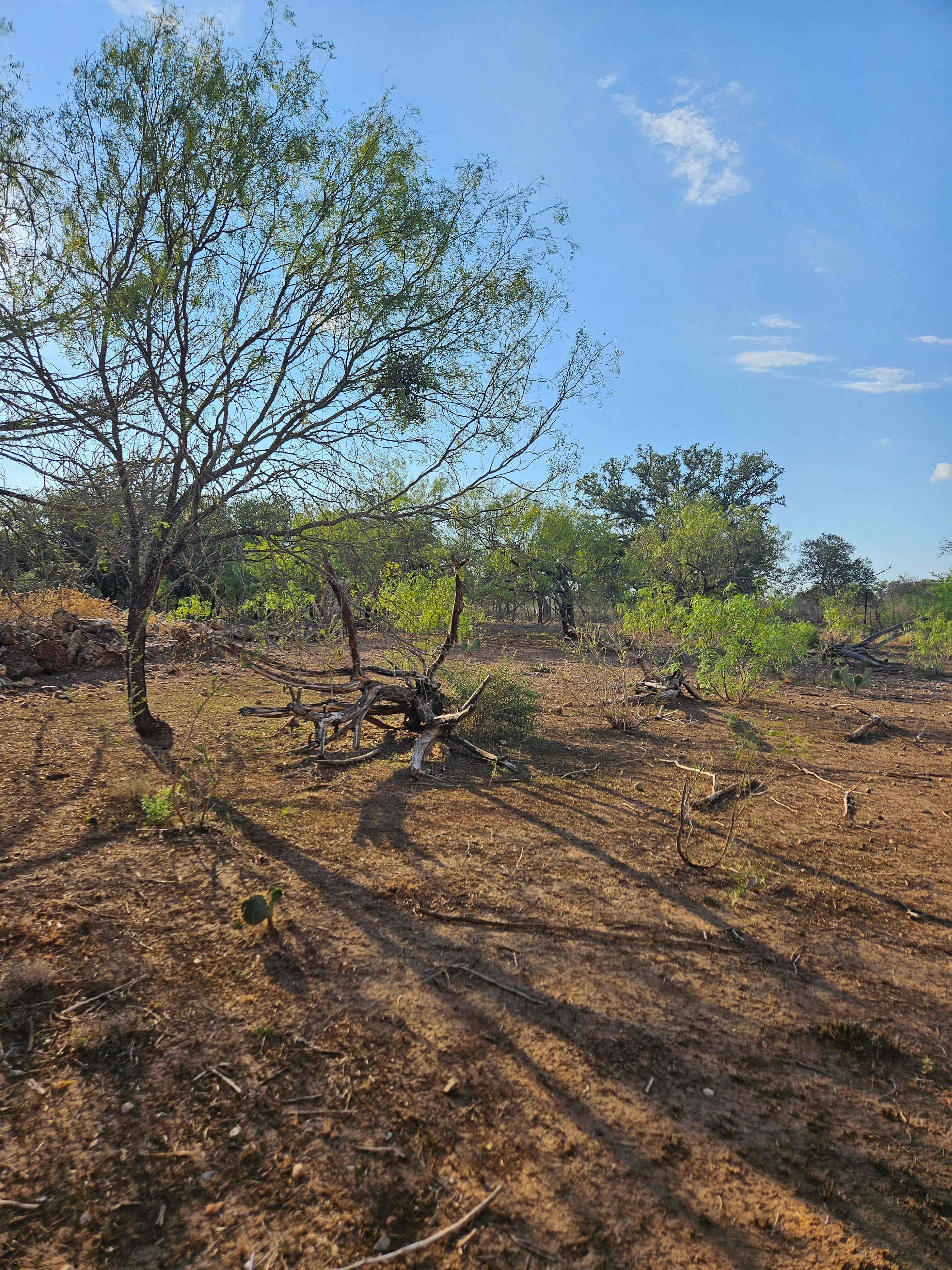 Twin Lions Farm