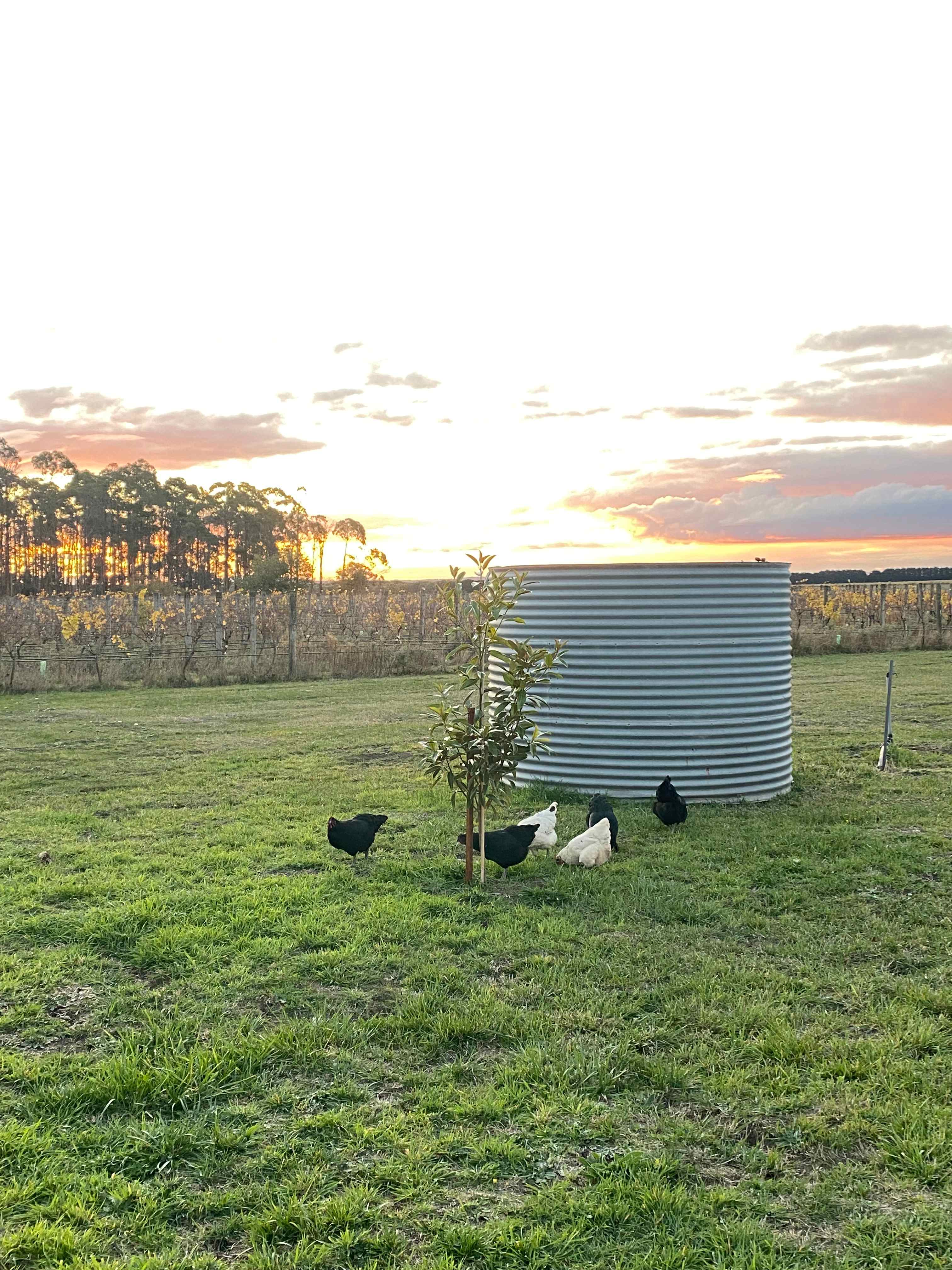 Alt Road Winery