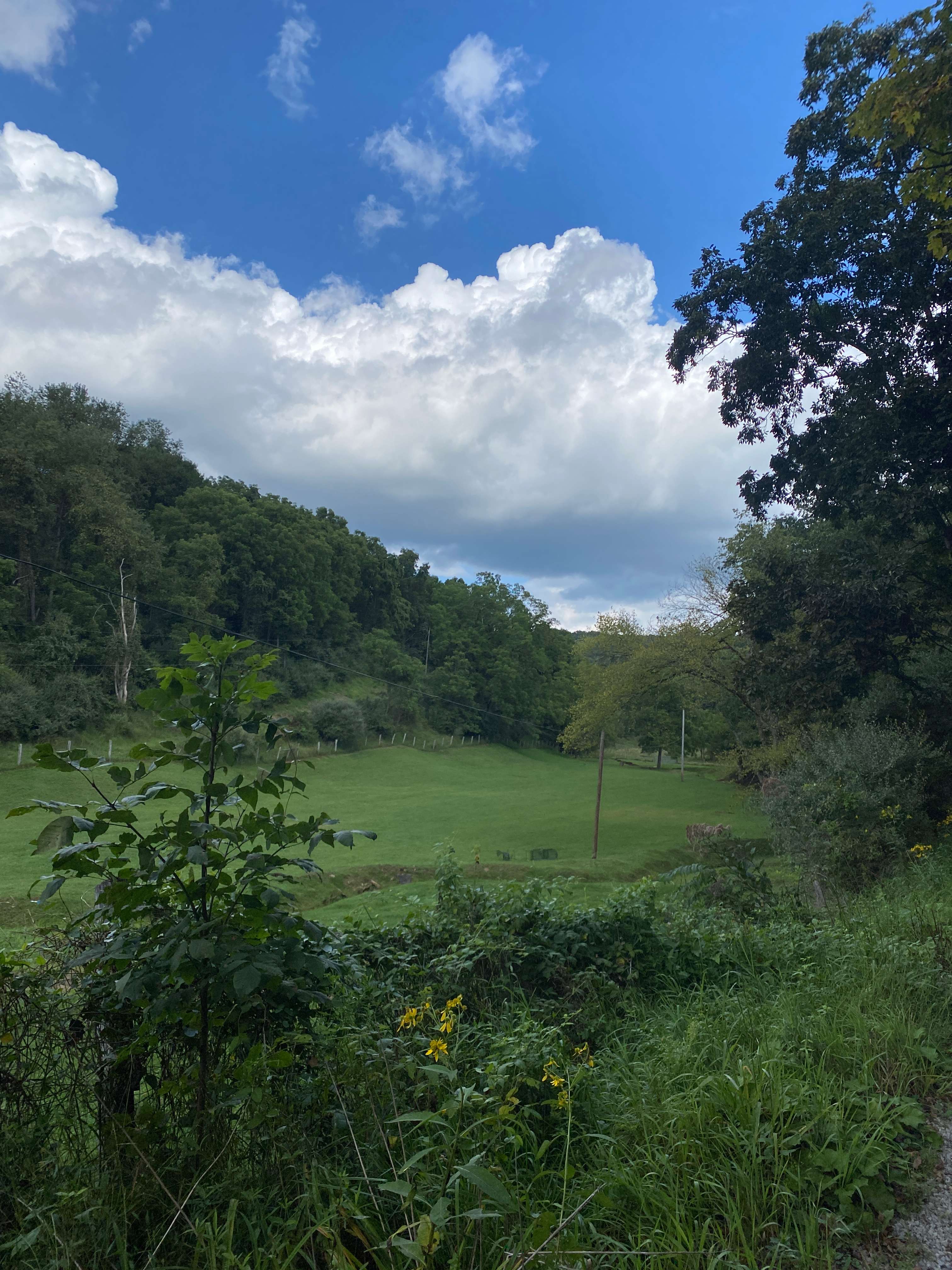 Open field