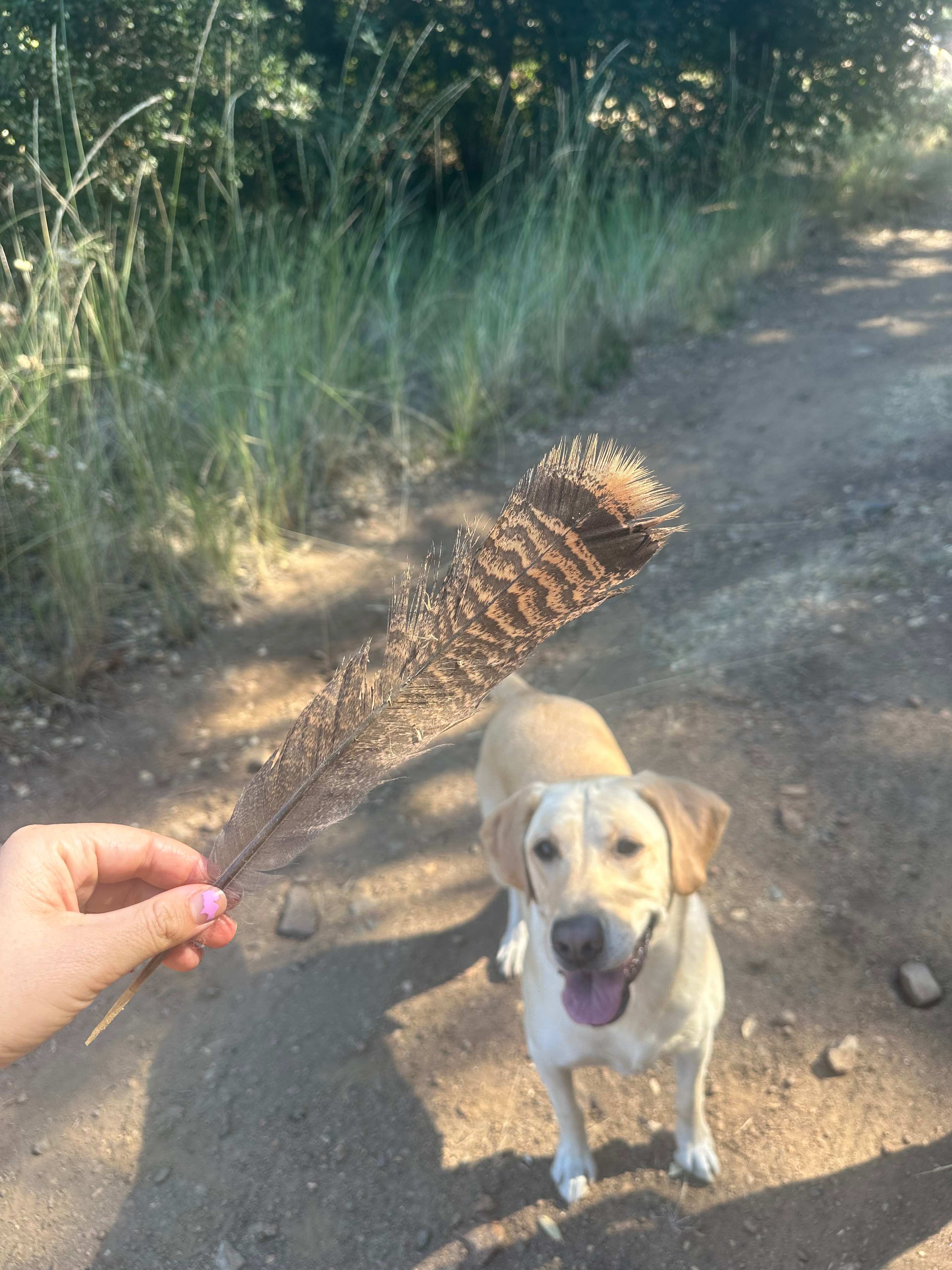 A taste of nature/wildlife.