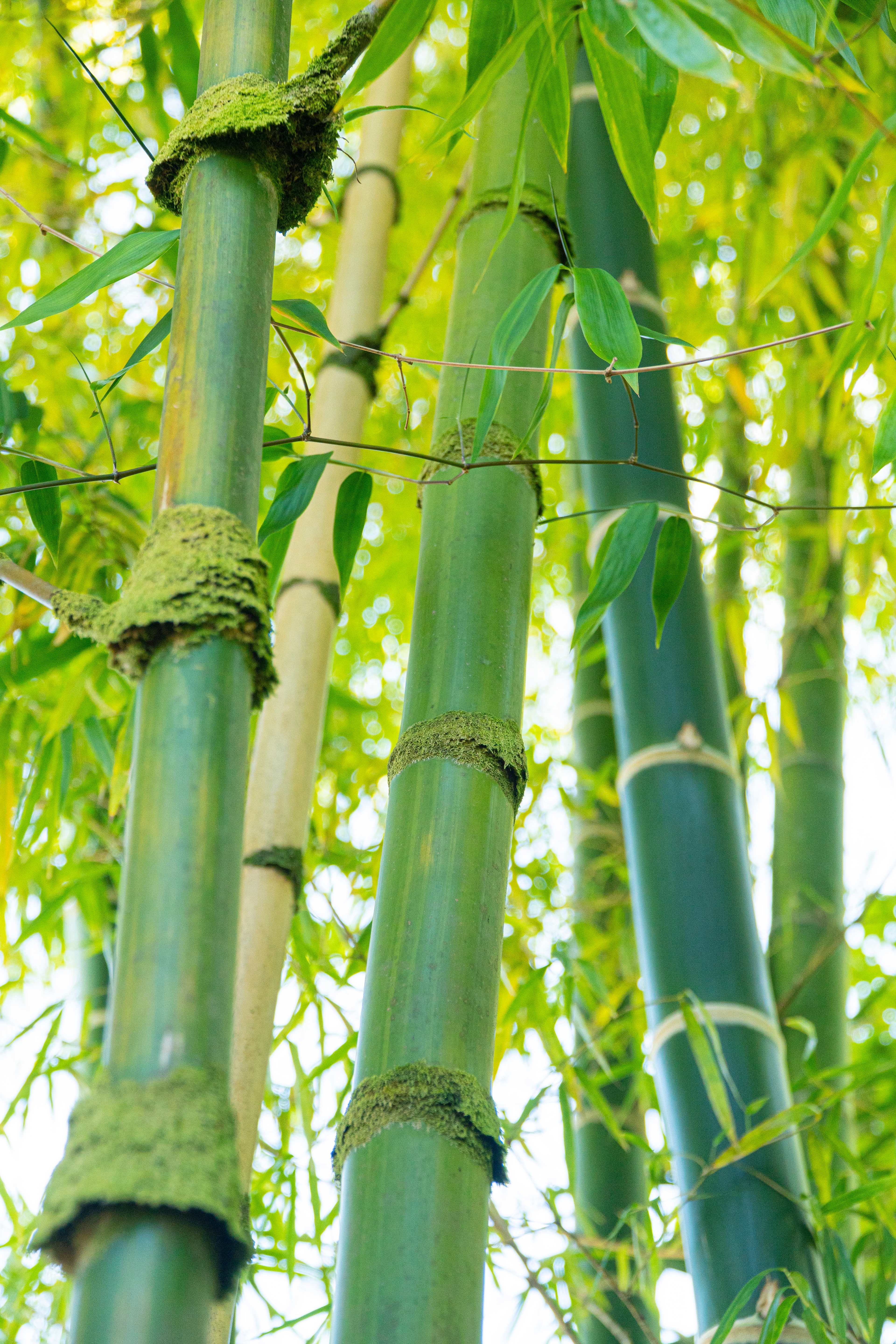 Bamboo
