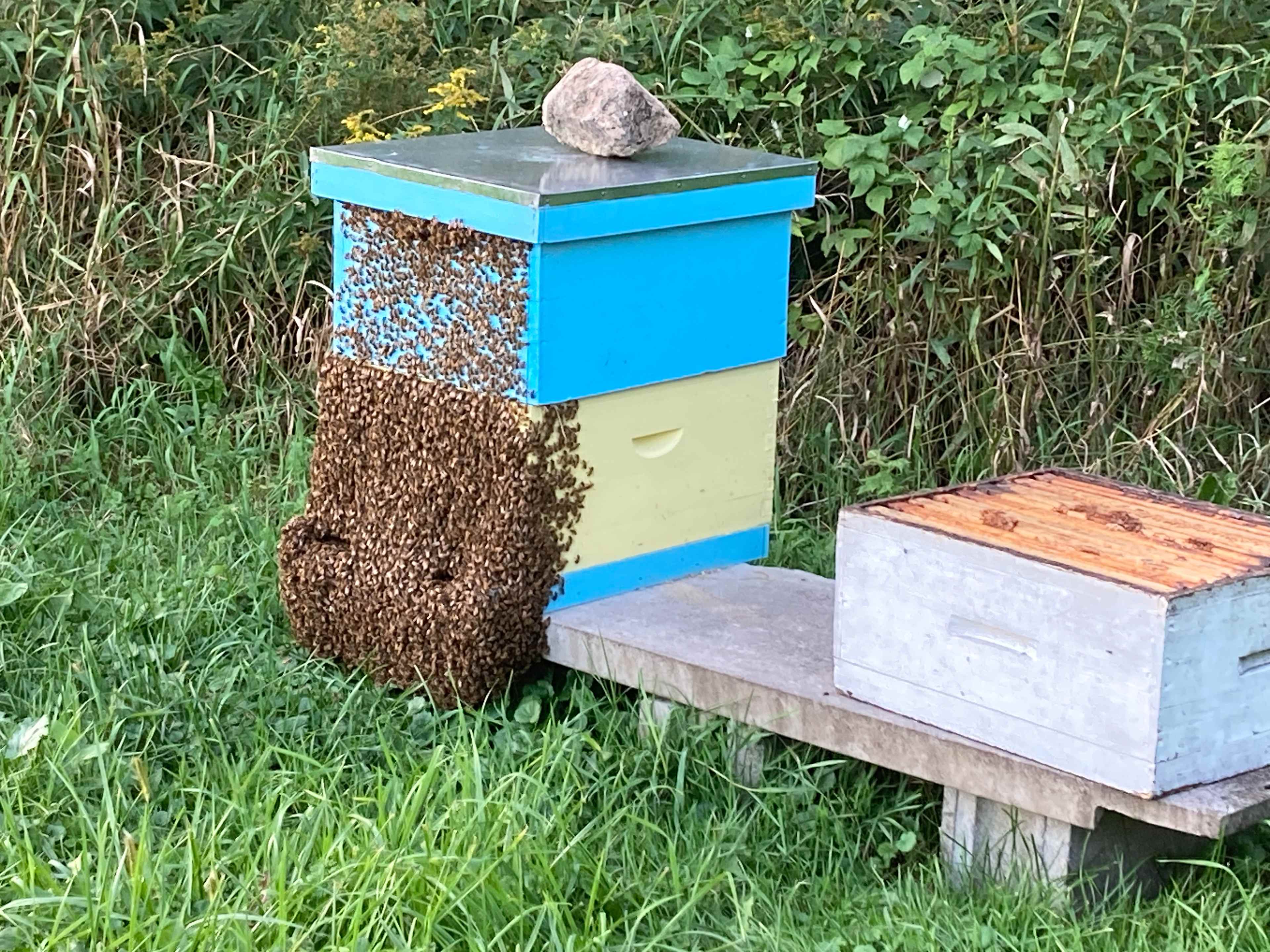 Bees buzzing around on a hot Summer day.
