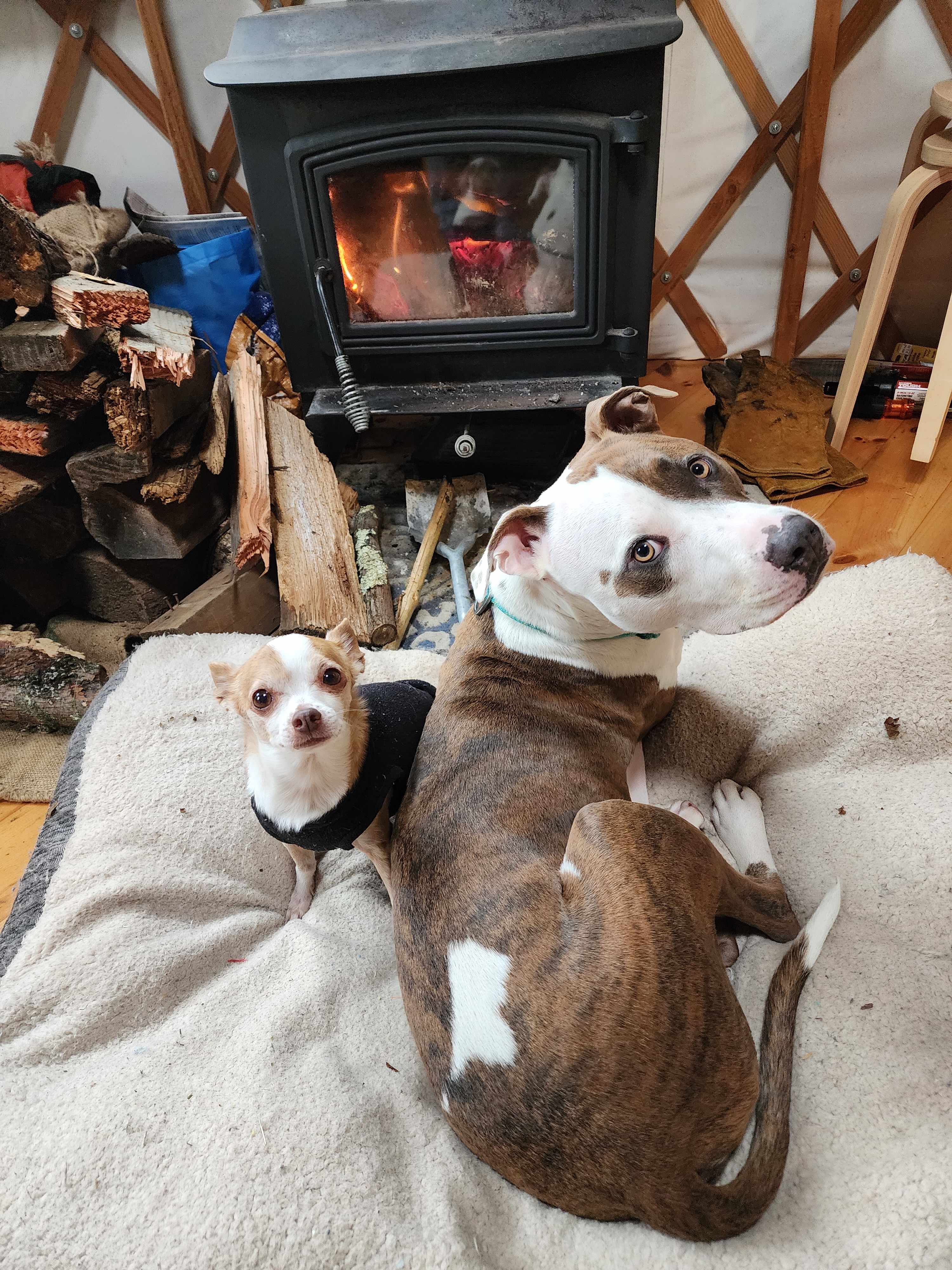 Early mornings the boys prefer to be as close as possible to any source of fire.