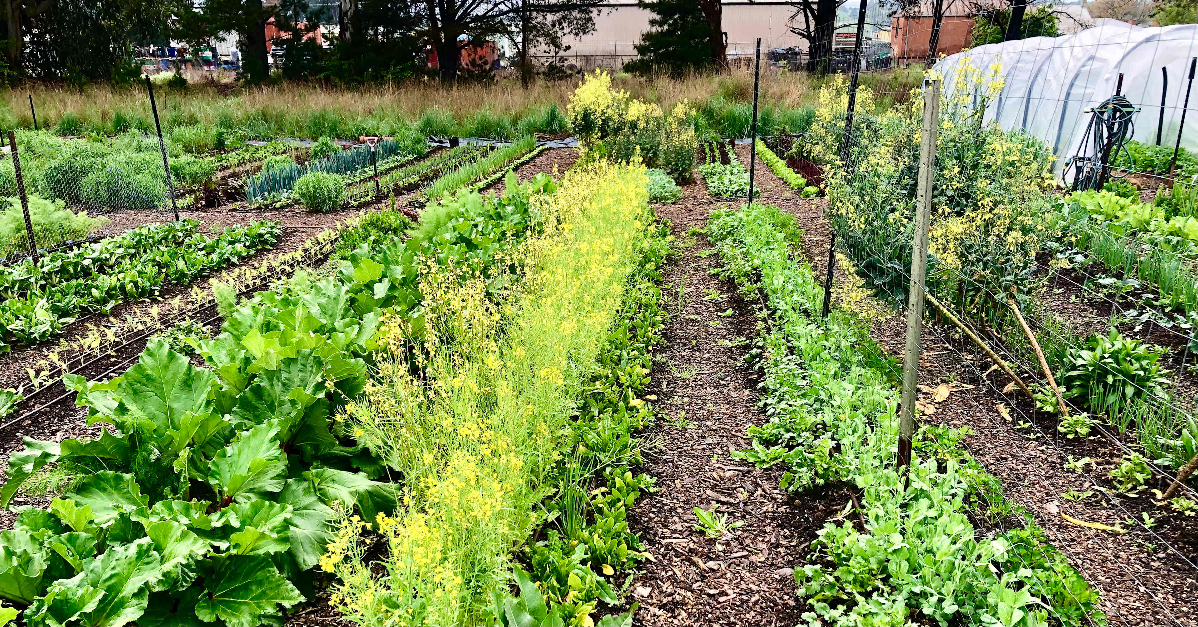3 Veg Farm Bathurst