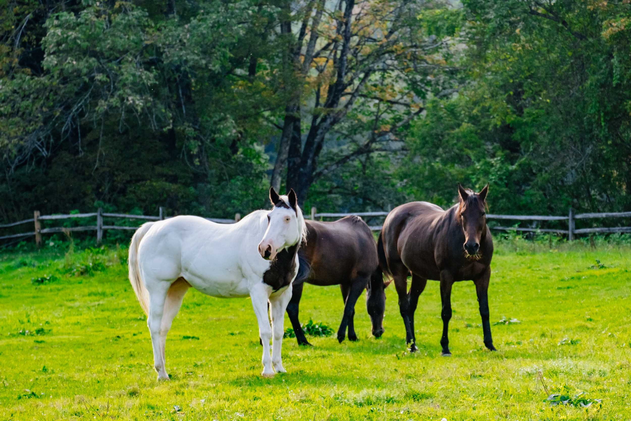 Horses near campsite