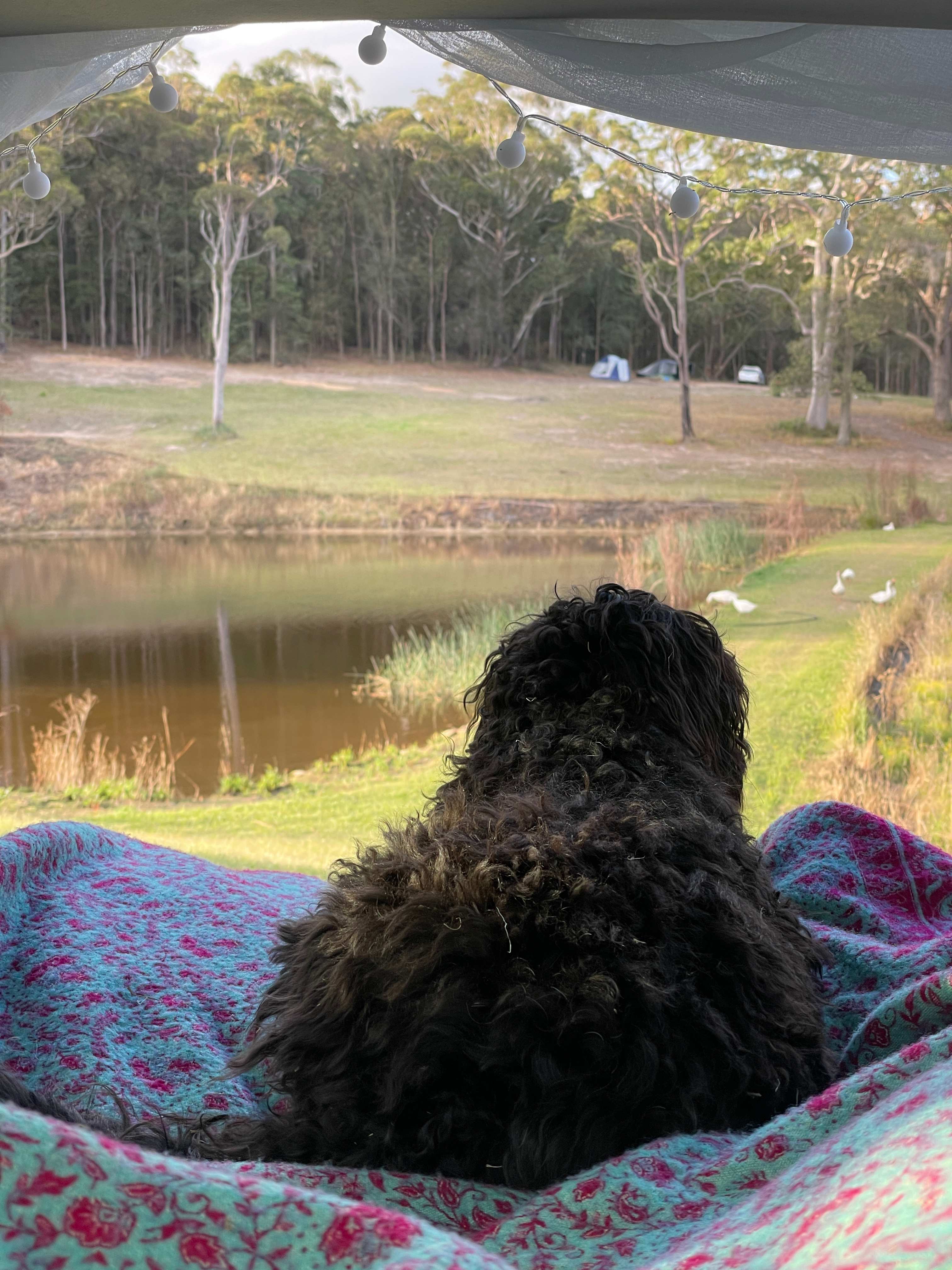 Mt Nellinda Campsite