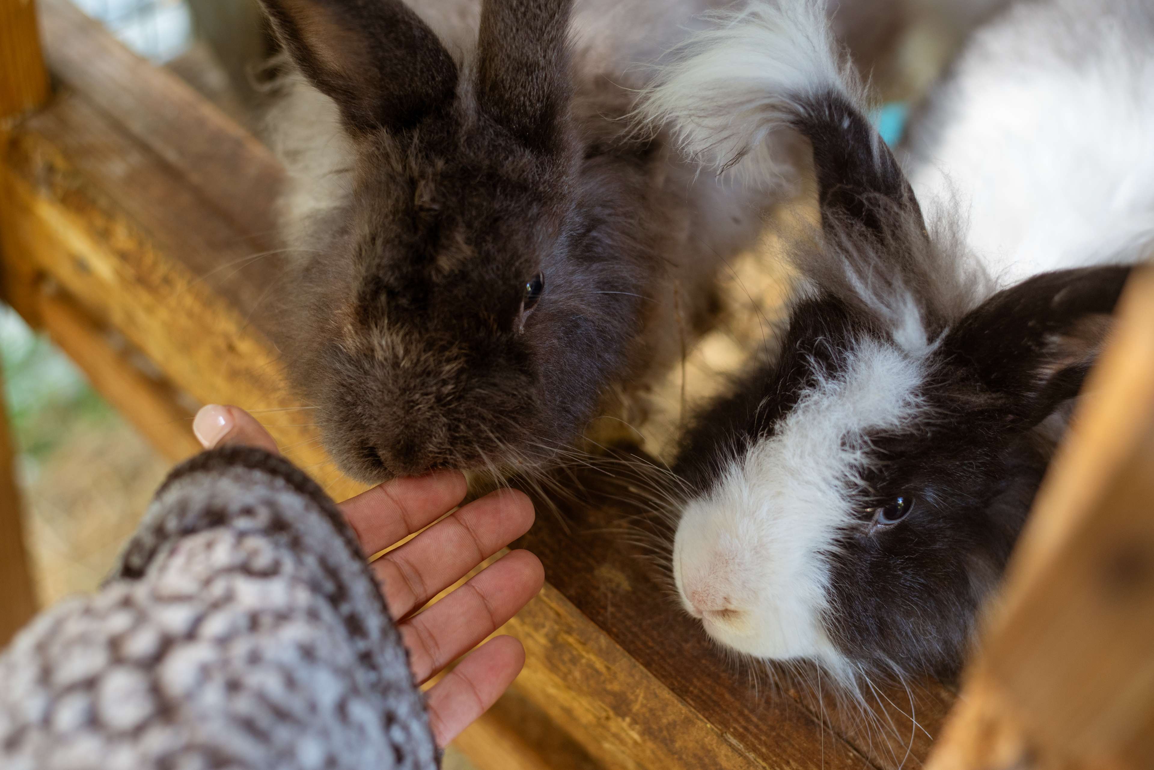 Mila’s Bunny Farm