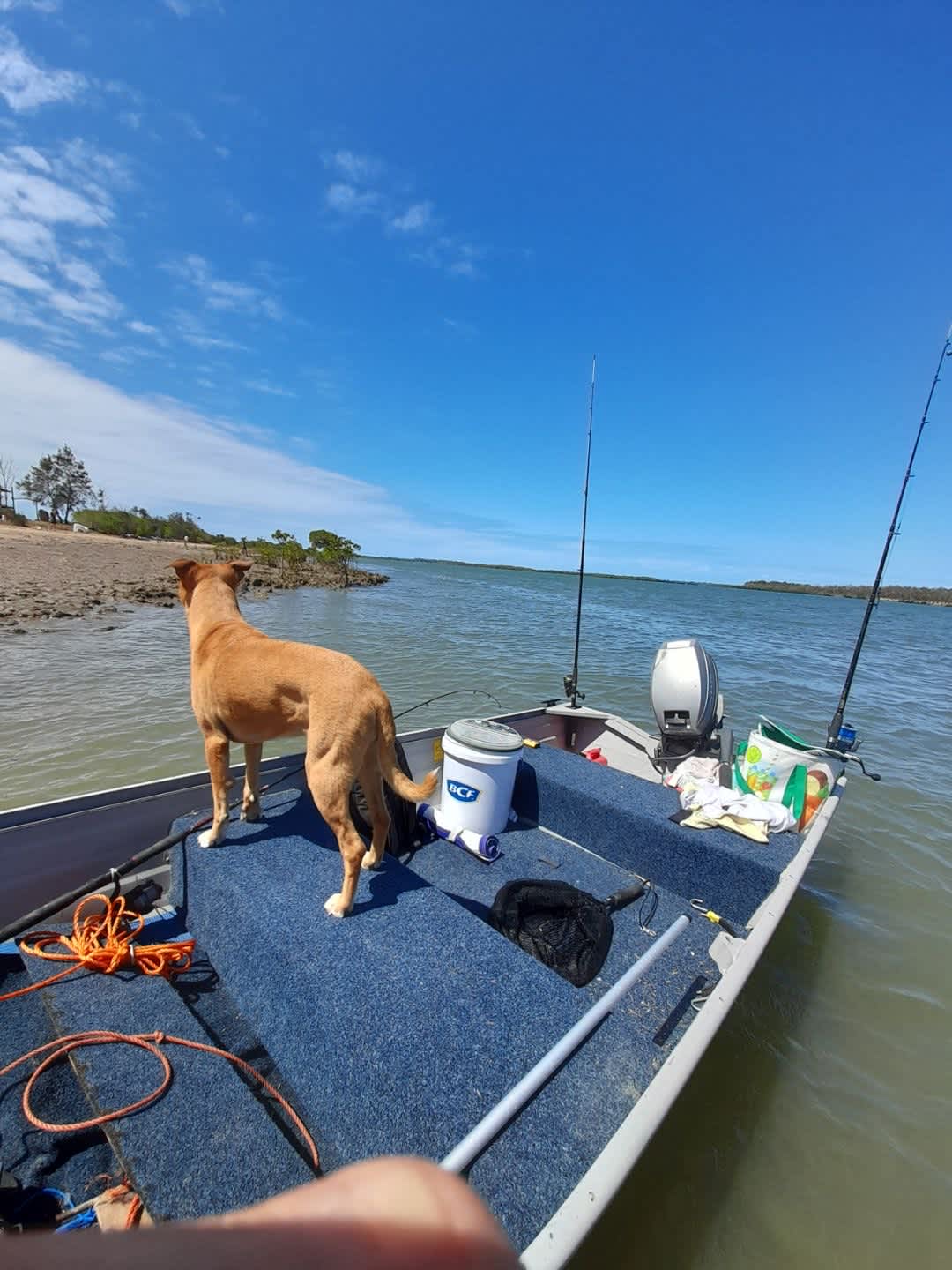 Live bait