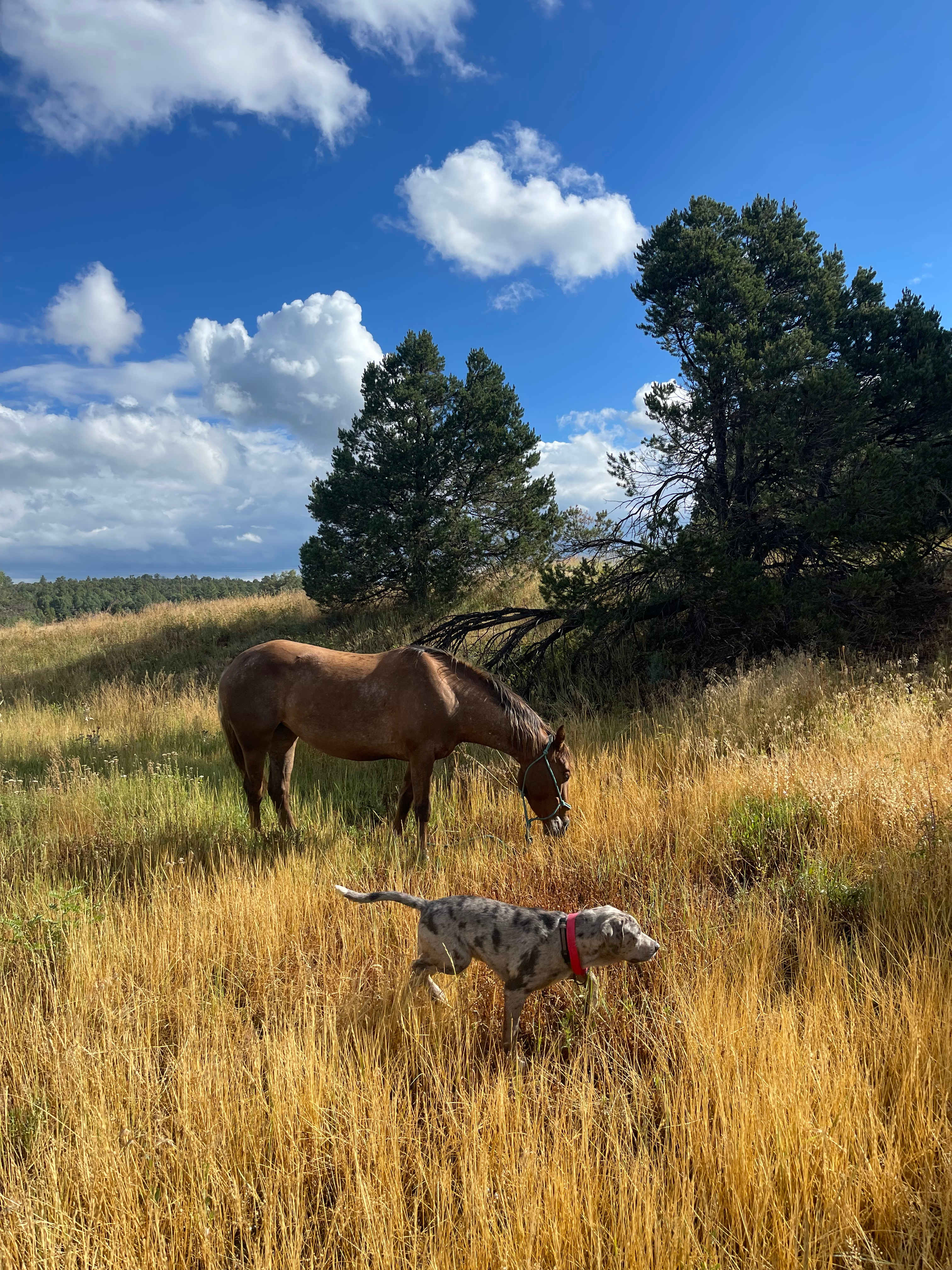 Story Tree Ranch 4 animal lovers!