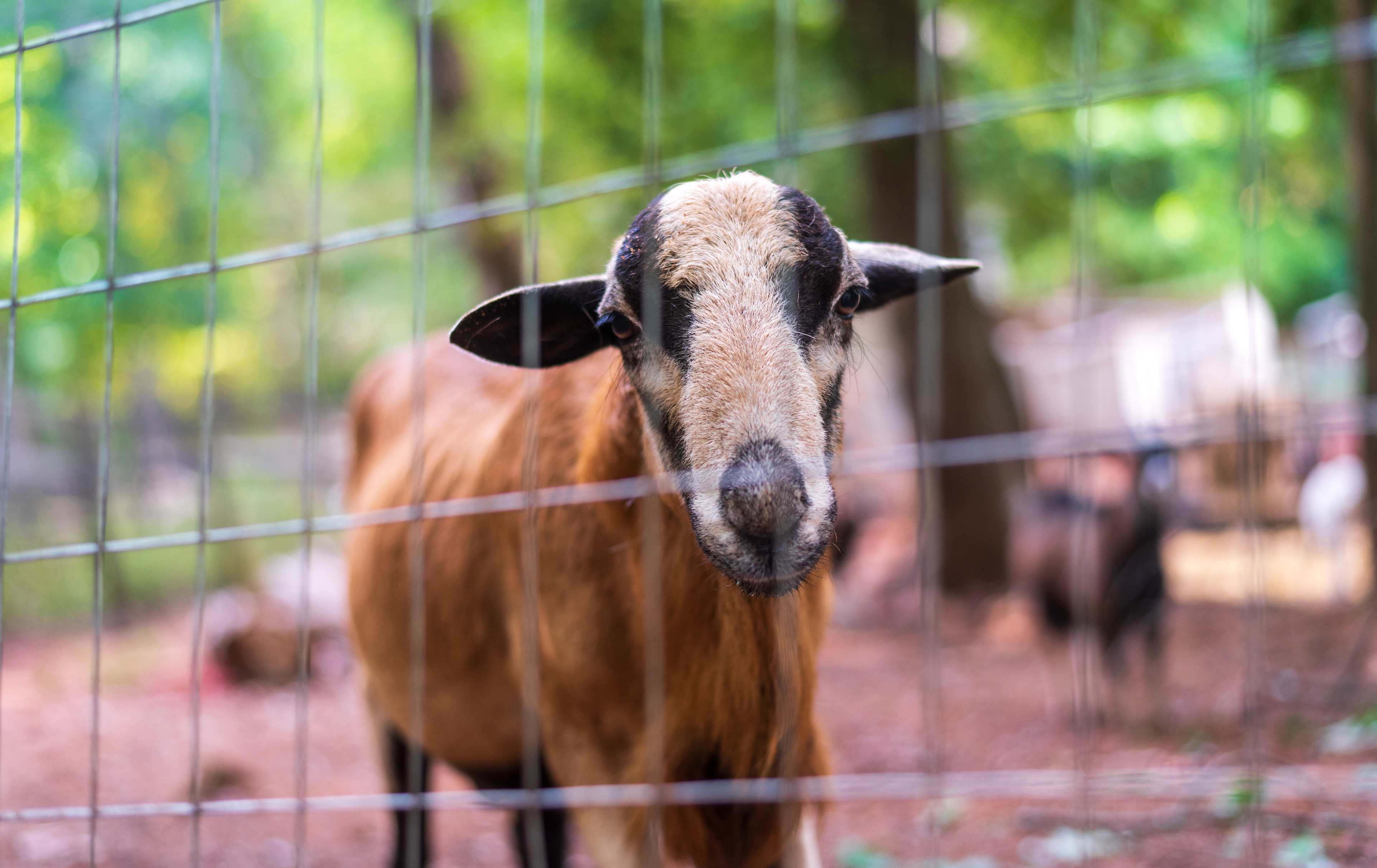 Lovers Lane Farm Stay