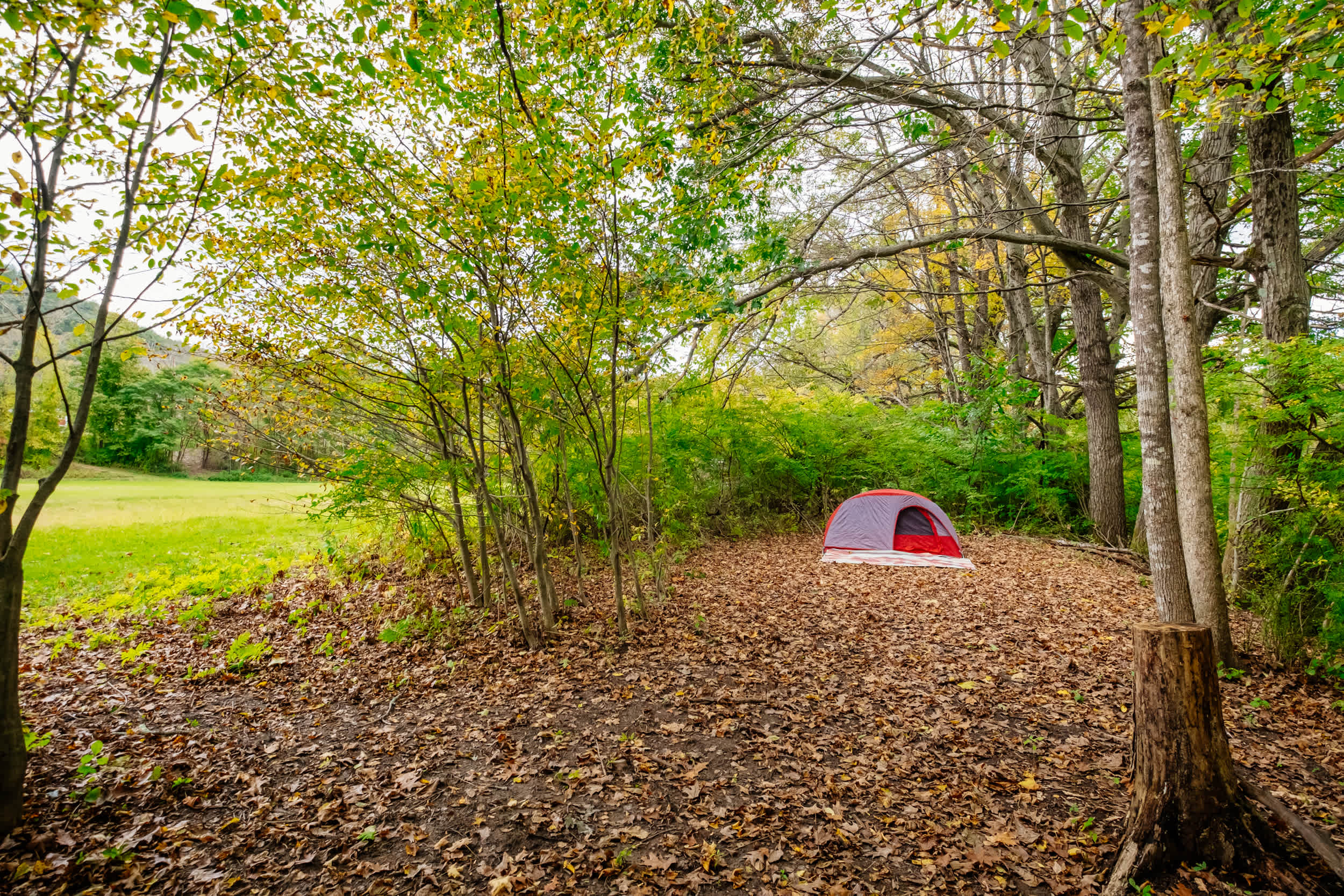 Riverside Maple site