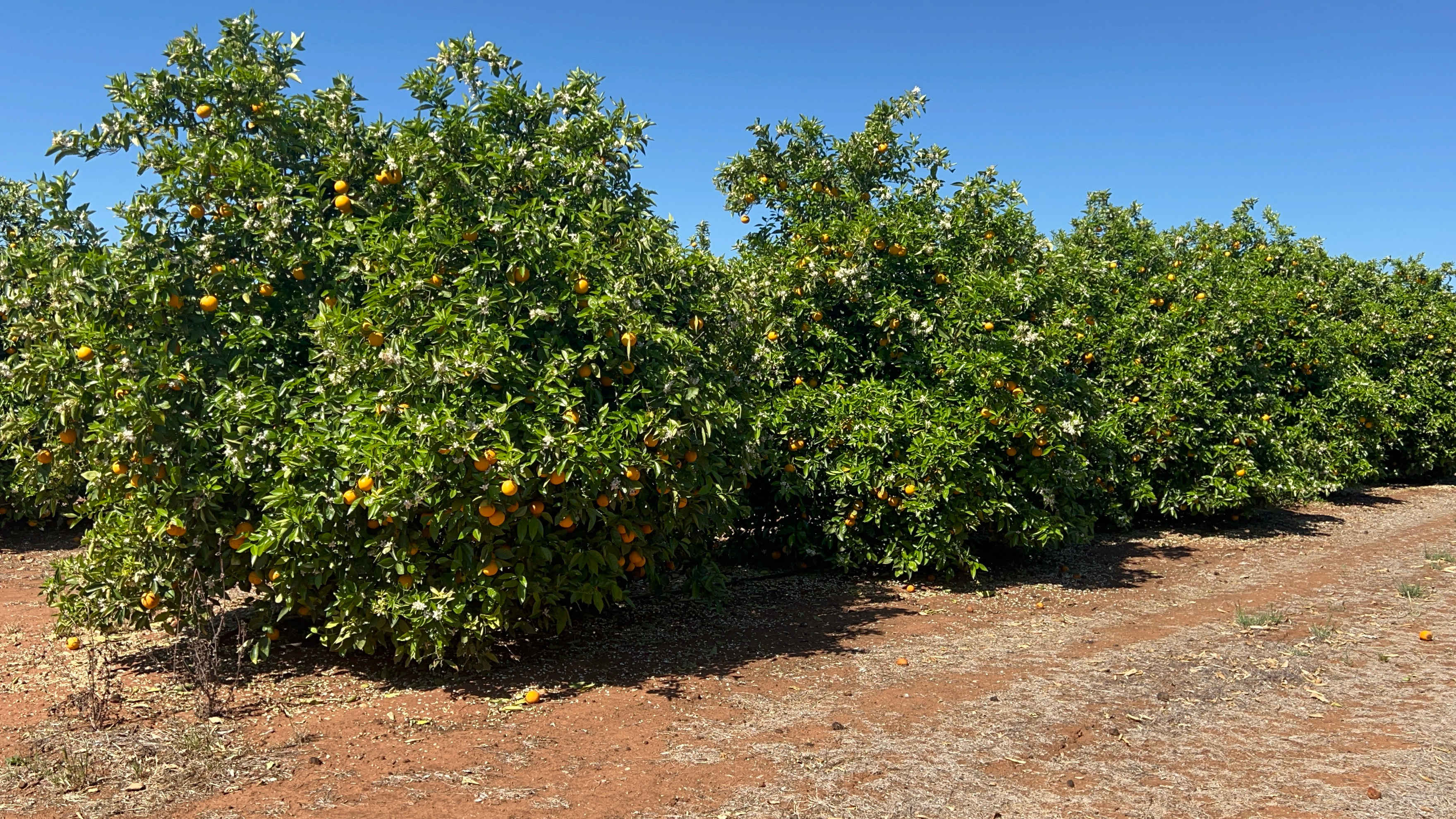 Catania Fruit Salad Farm