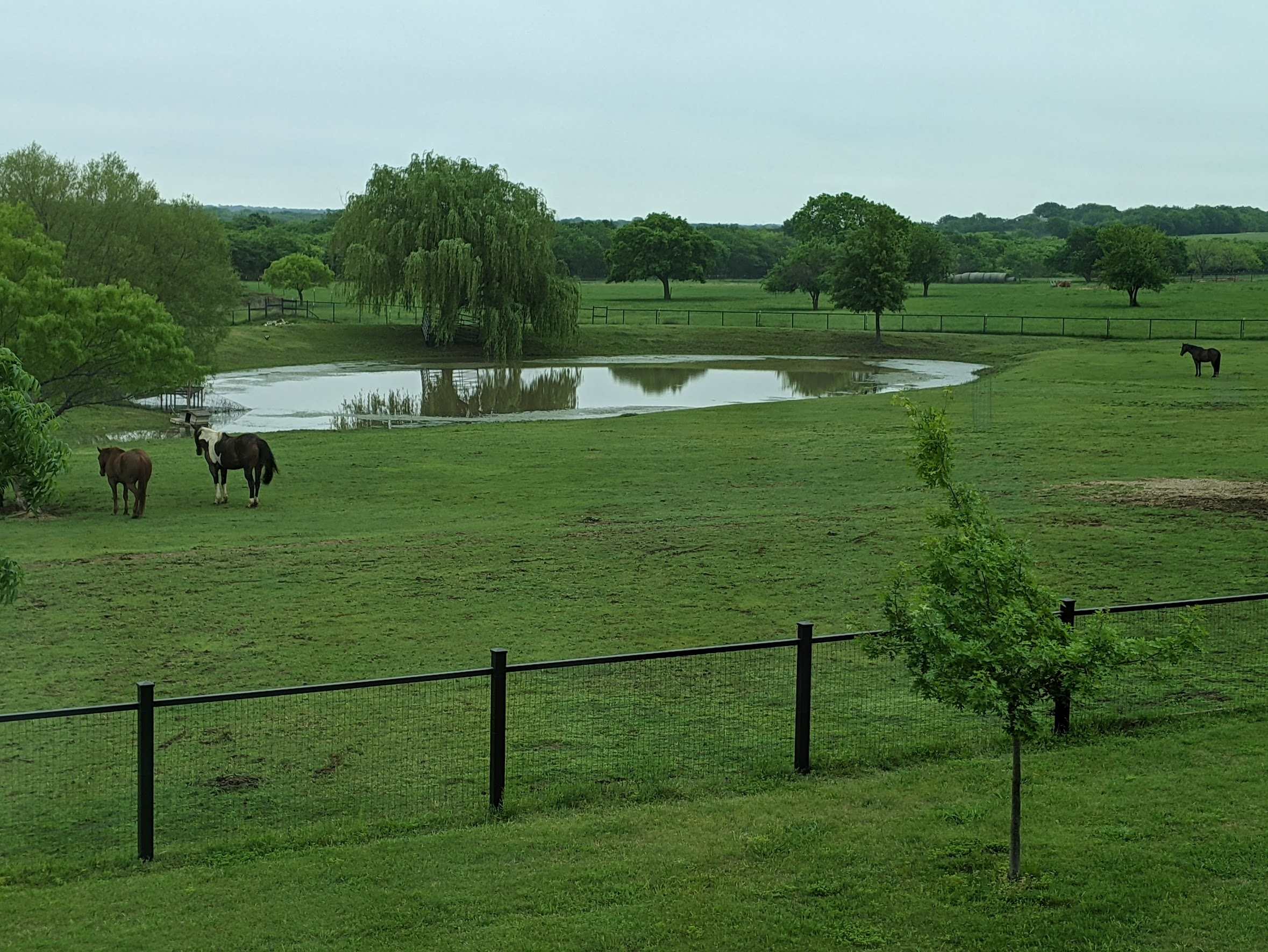 Our Willow  on the pond