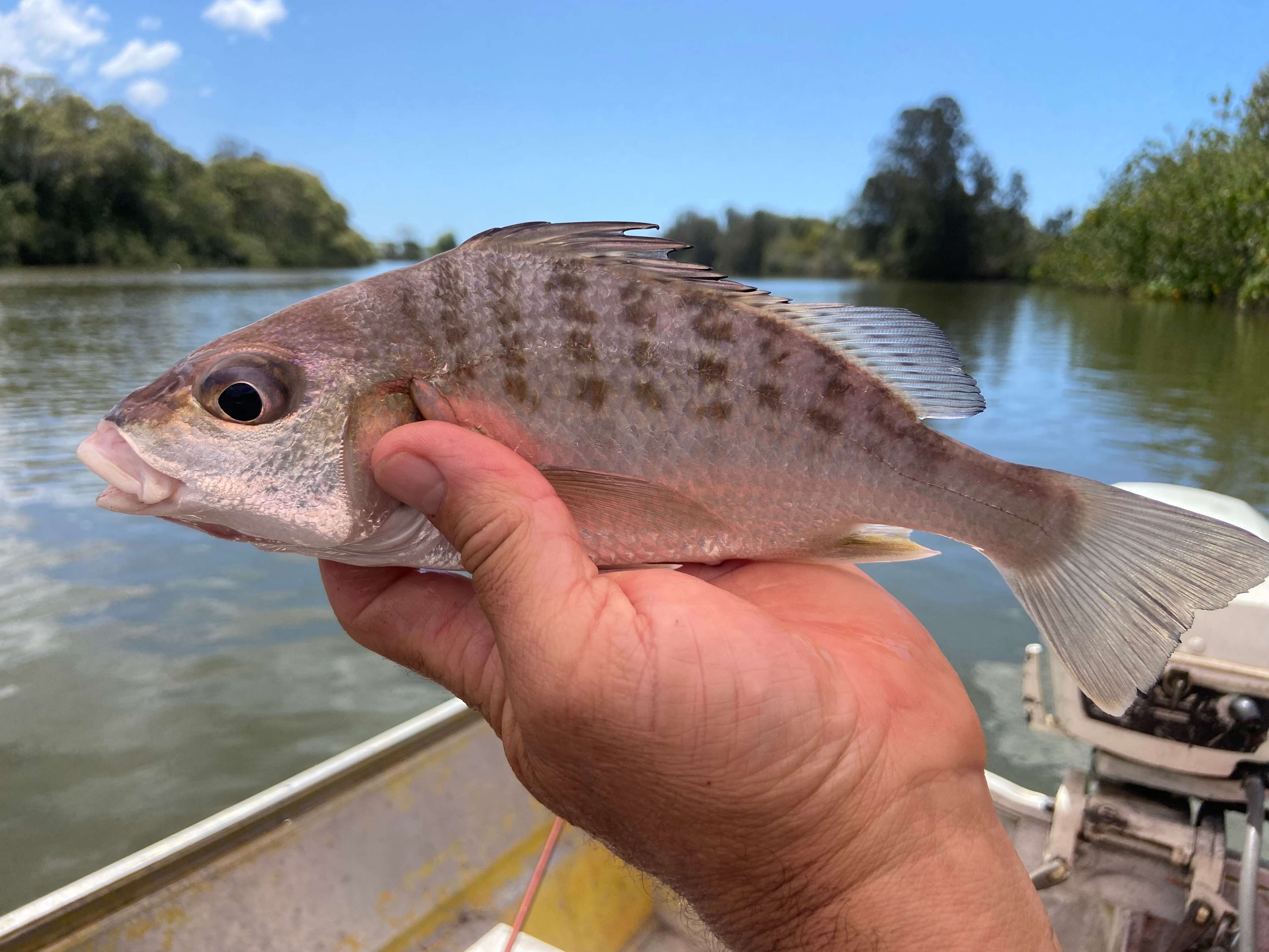 Barred Javelin - Bream