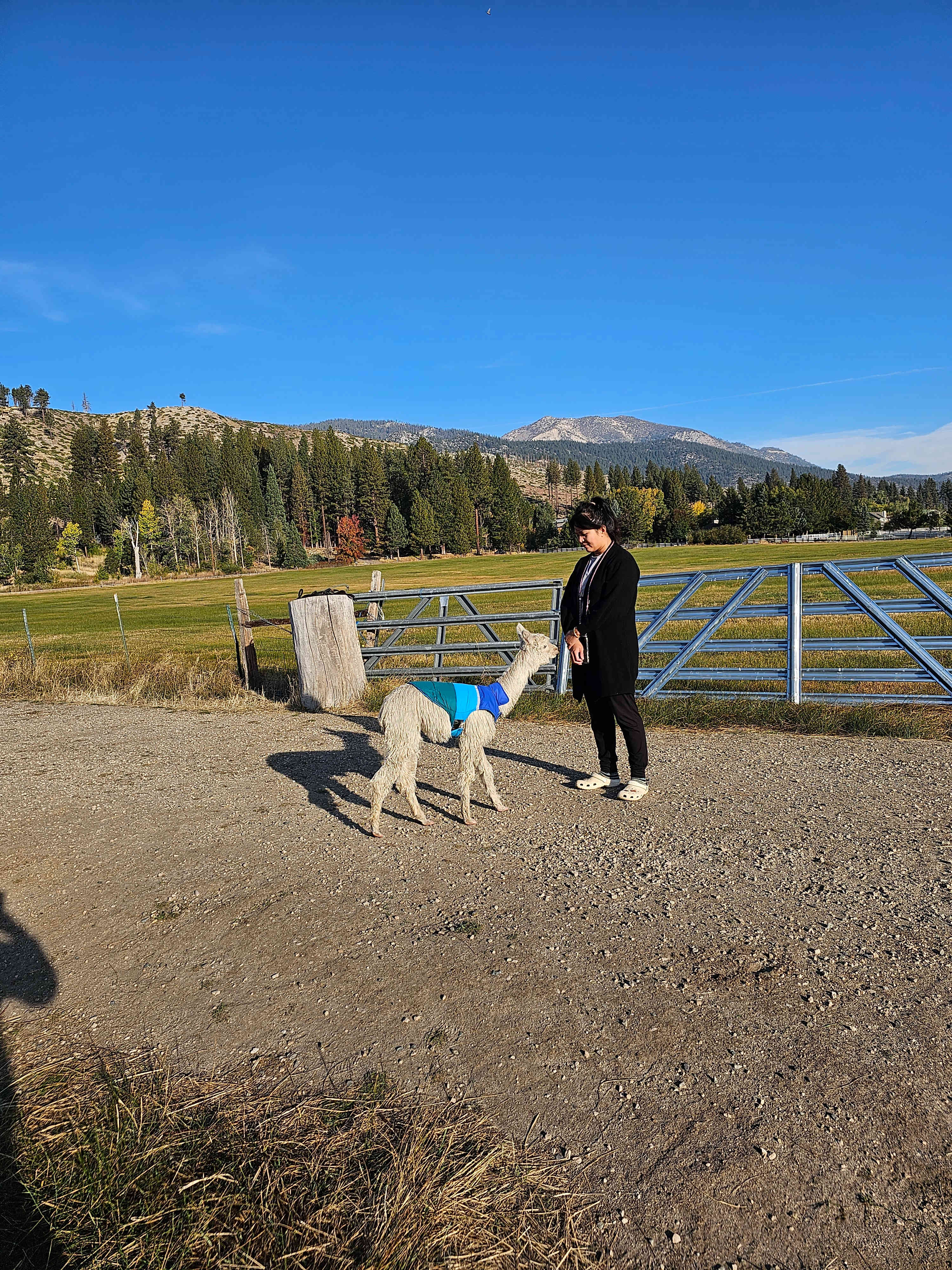 L.Davis Ranch and Olde LYFE Alpacas