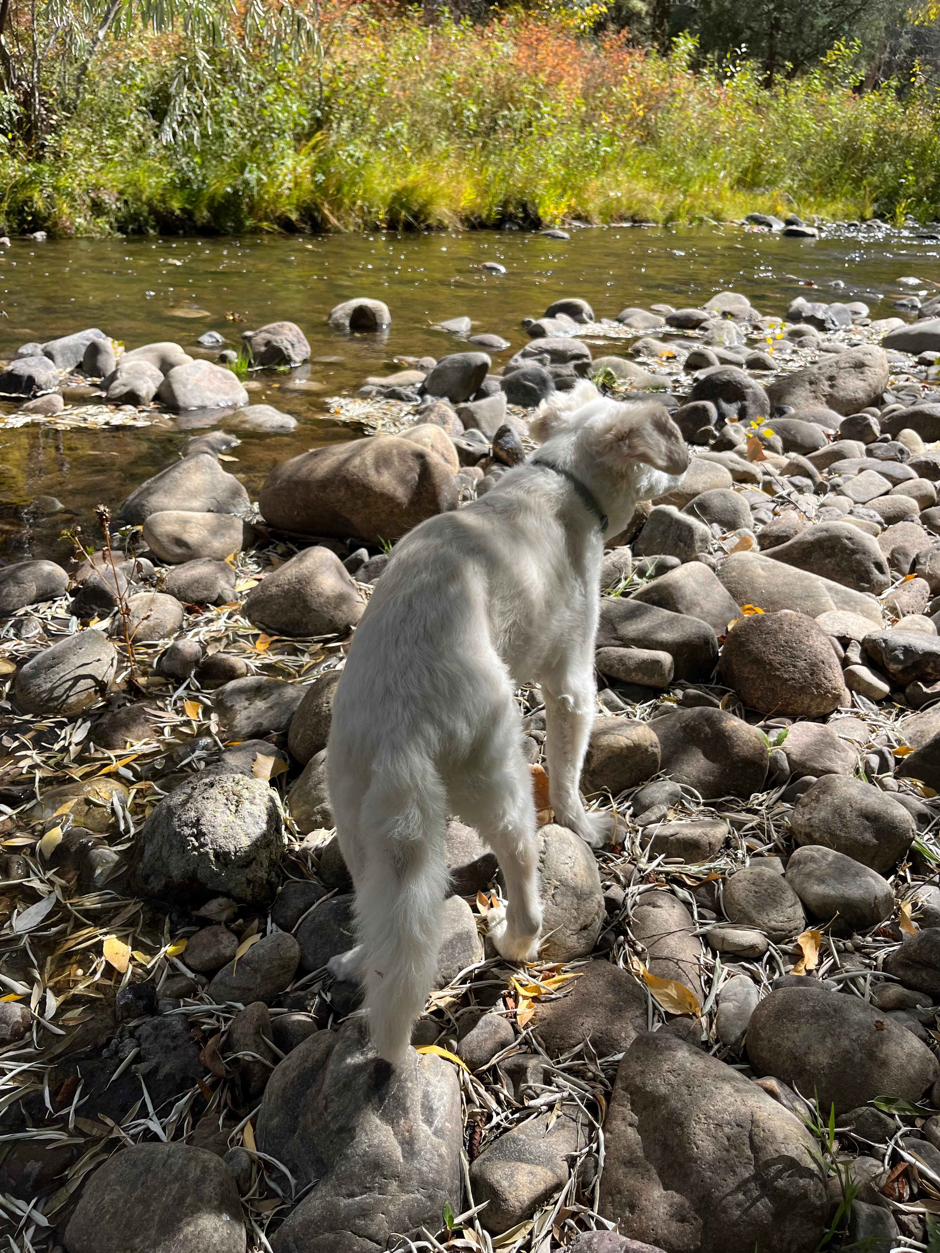 River Sanctuary by Ojo Hot Springs