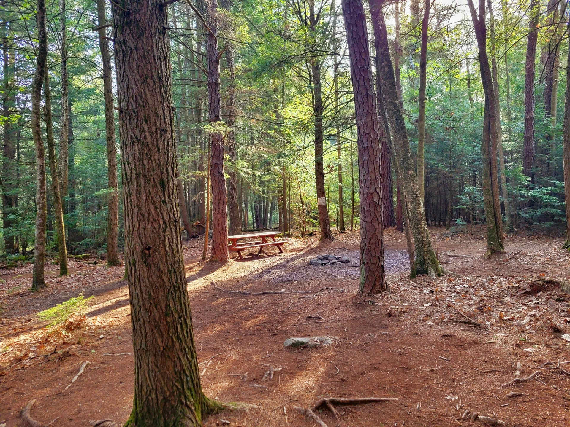 Picture of the site