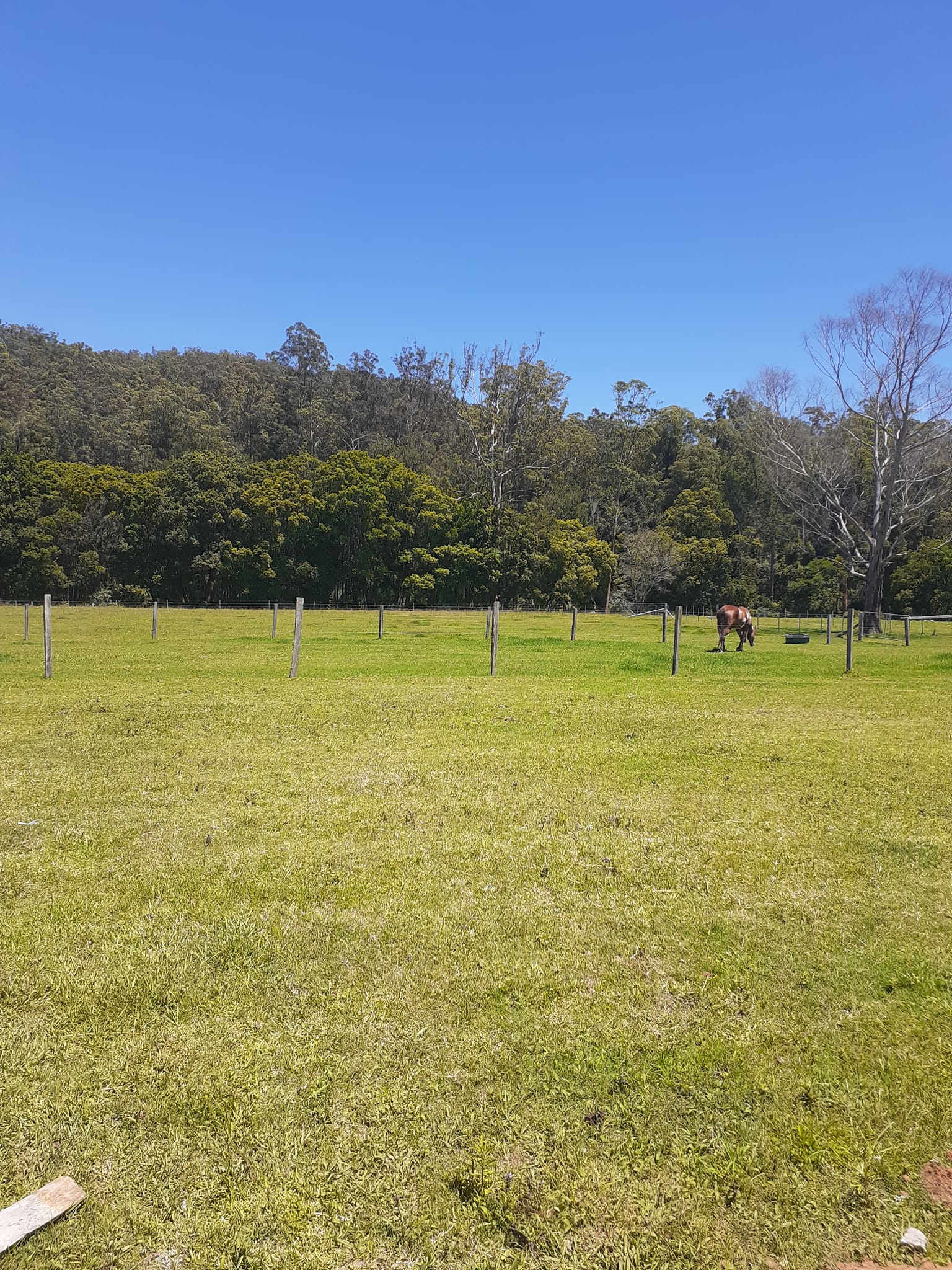 Camp area paddock