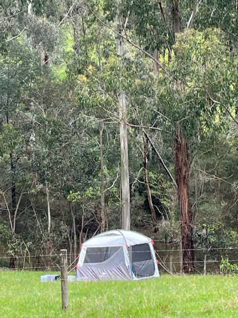 Whispering Gums