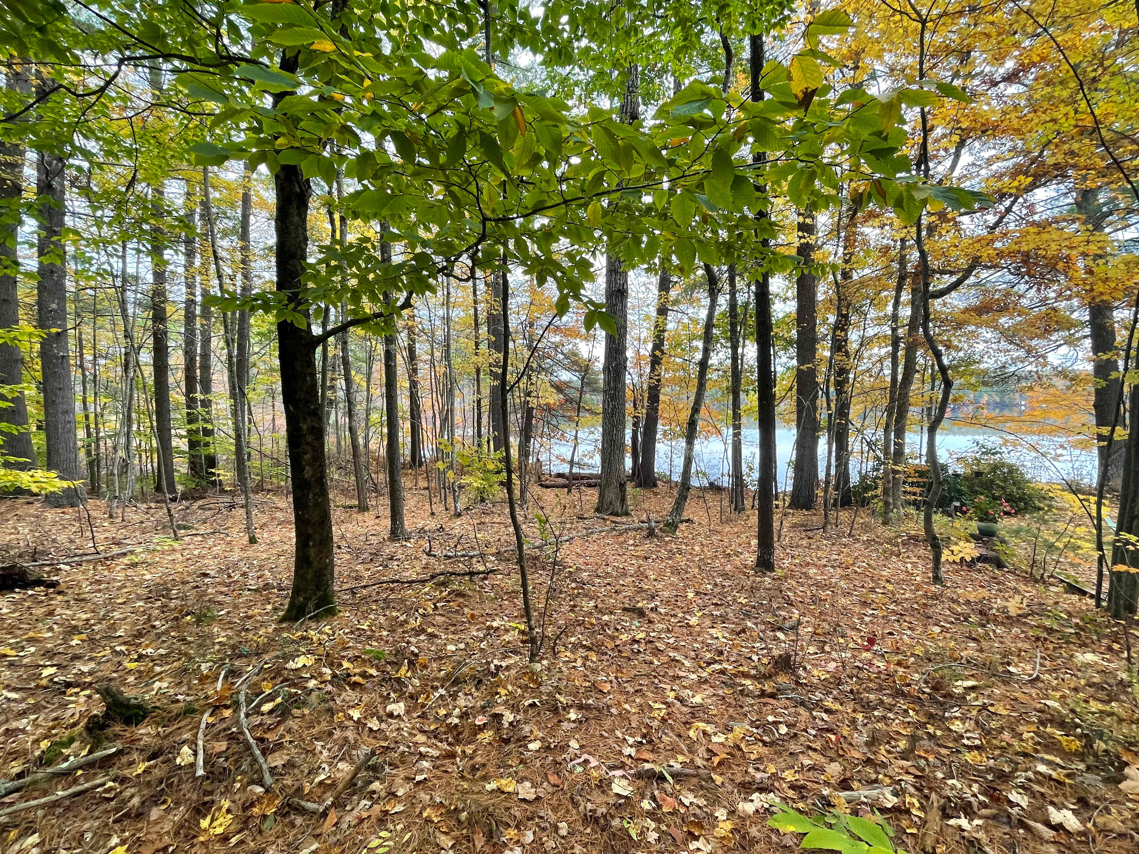 One of several private hiking trails just past your campsite.  This particular trail tracks the shoreline along Thomas Pond.