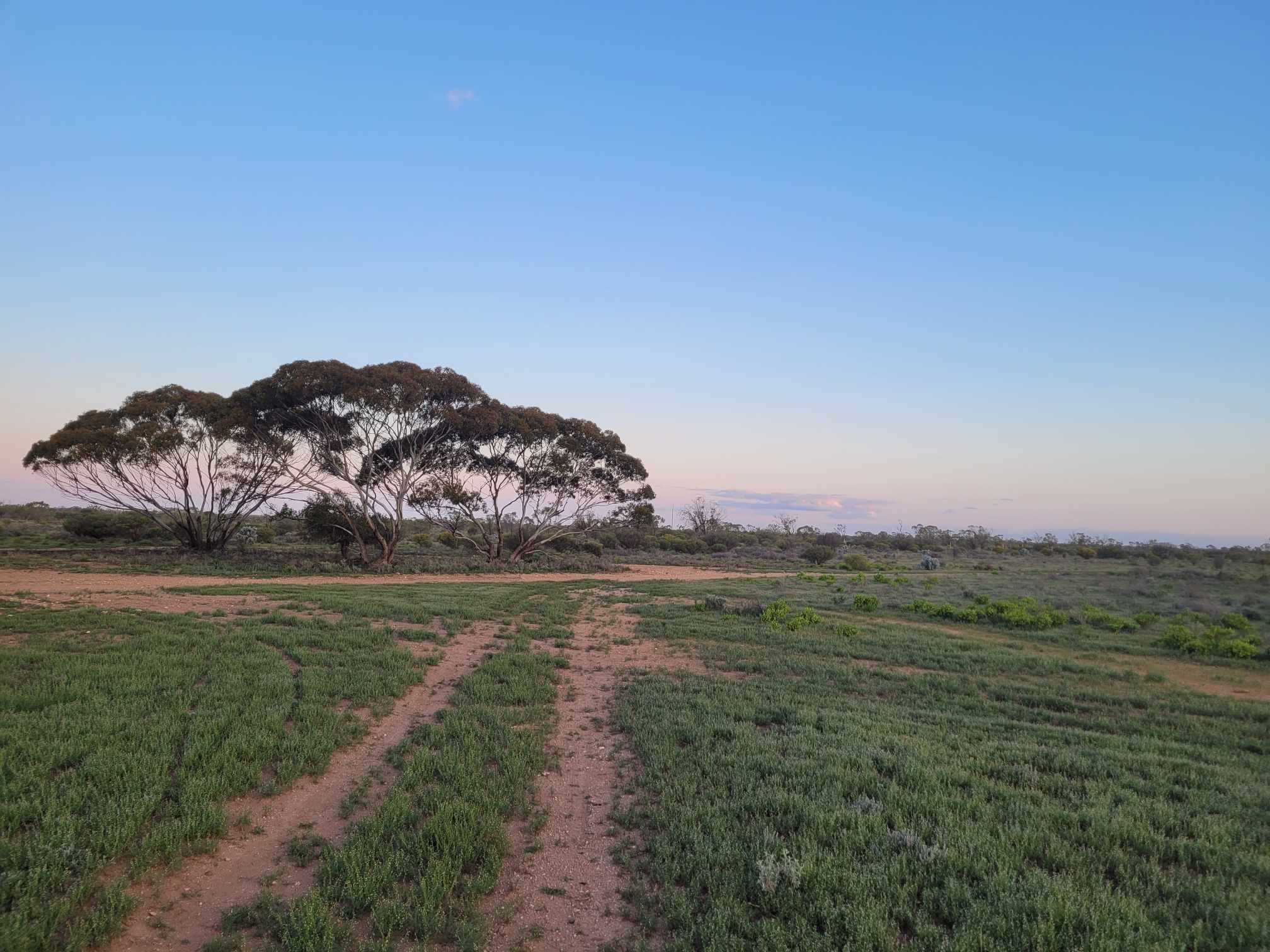 Mirrabooka @ Blanchetown