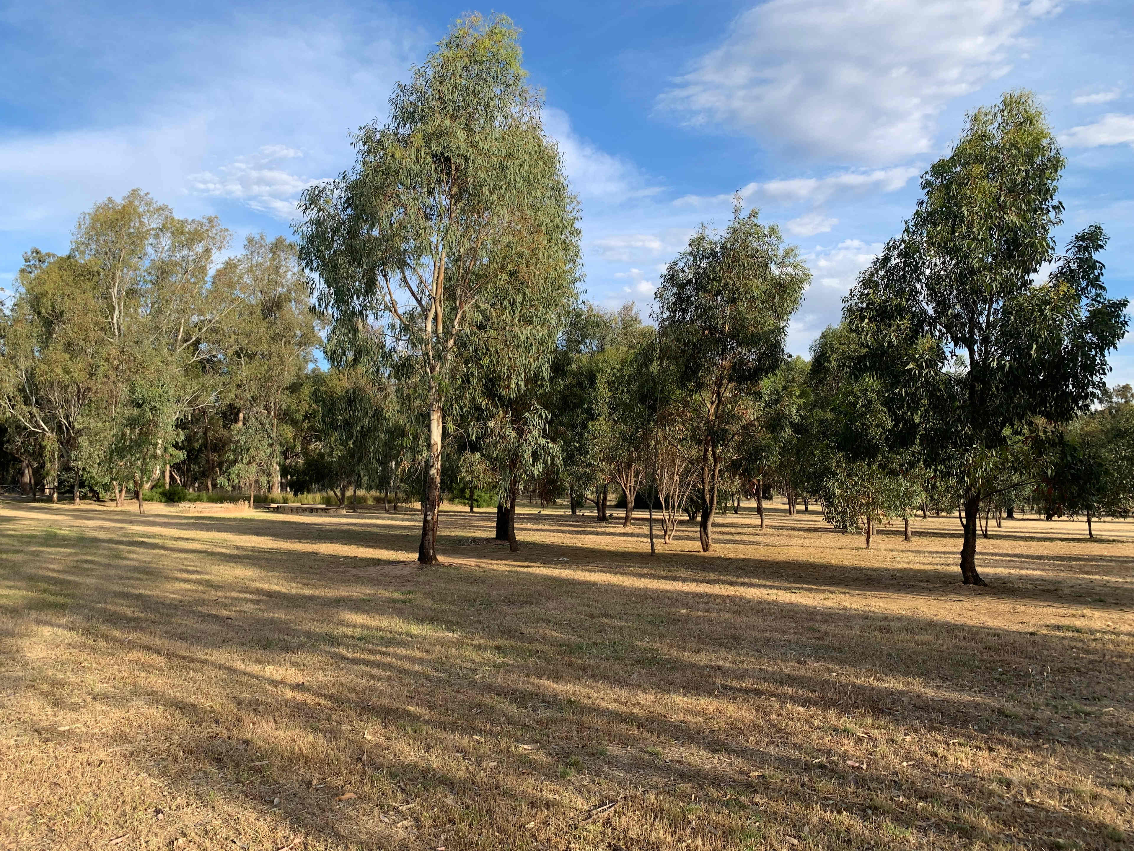 Native tree camping area 