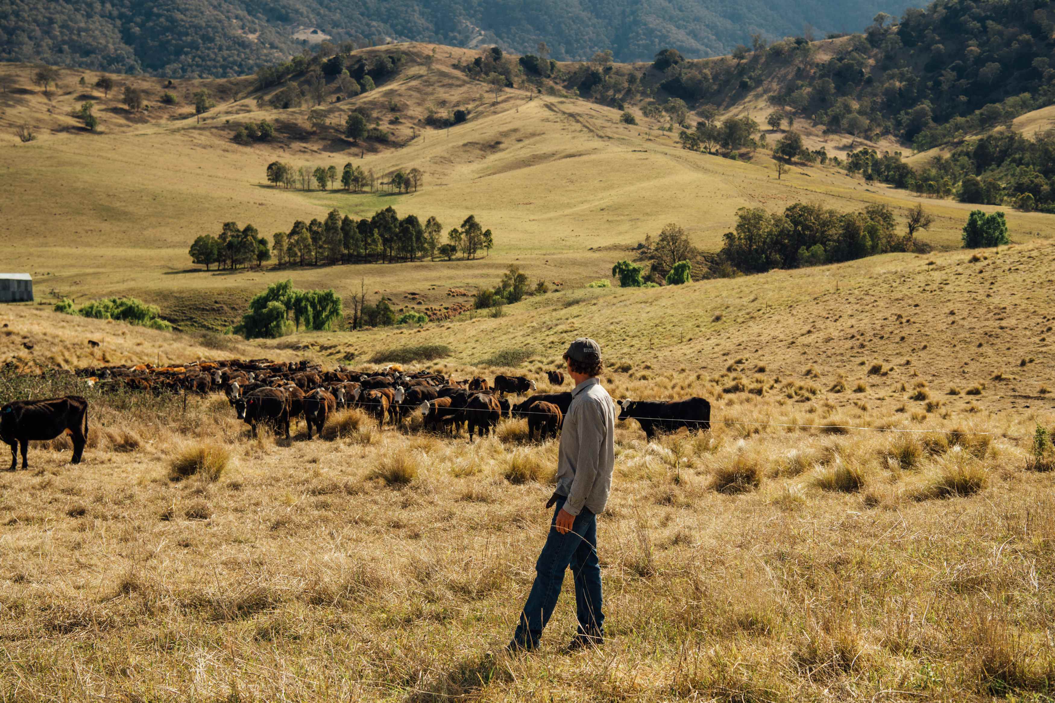 Peter calling his cattle. He had a lot of knowledge to share about sustainable and regenerative grazing techniques.