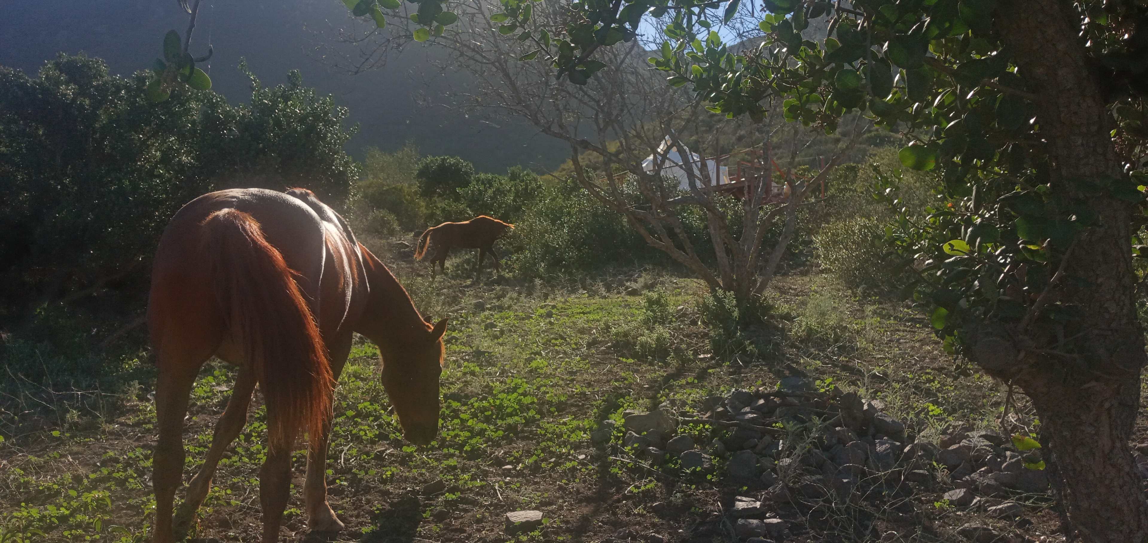 Lucky Tree Ranch - Hipcamp