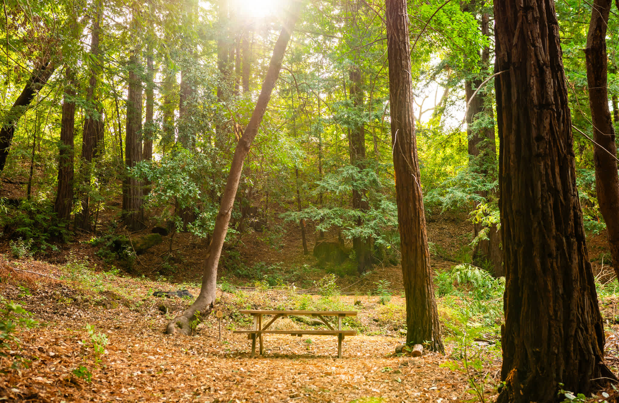 Tent site 6 w/ picnic table