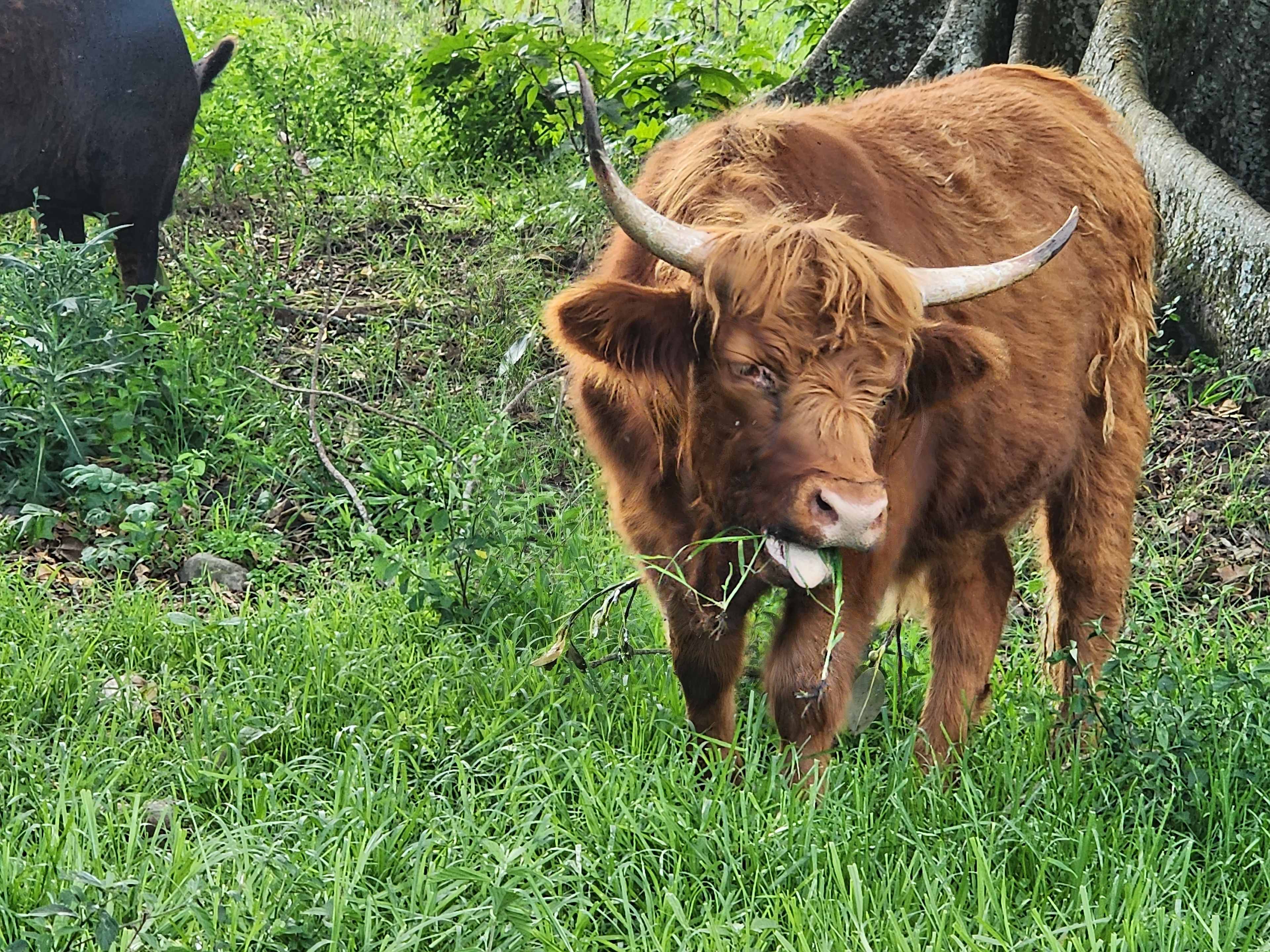 Hug and brush a fluffy Highland cow