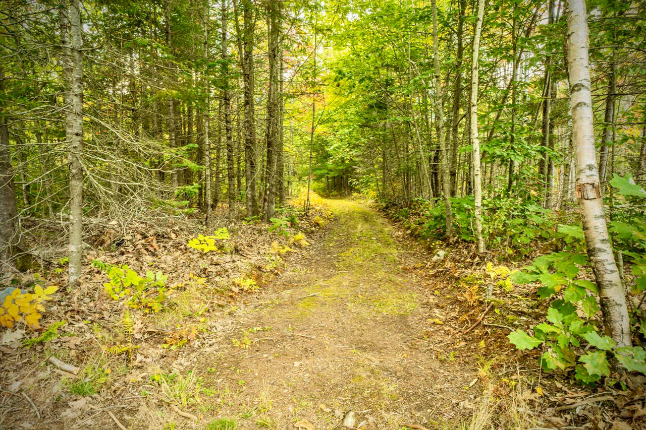 Peaceful Forest Retreat