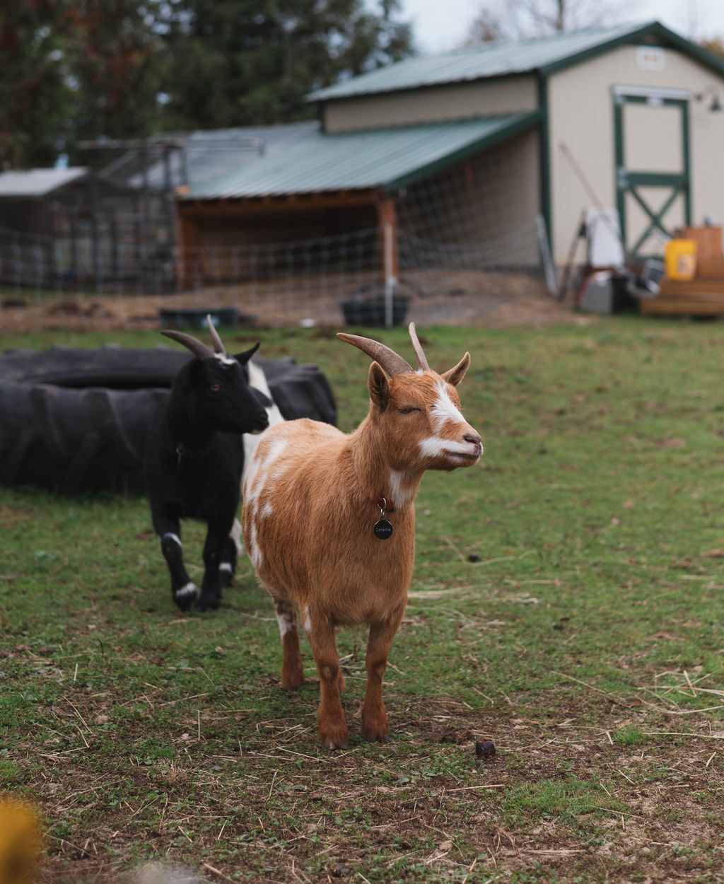 Mountain Meets Farm