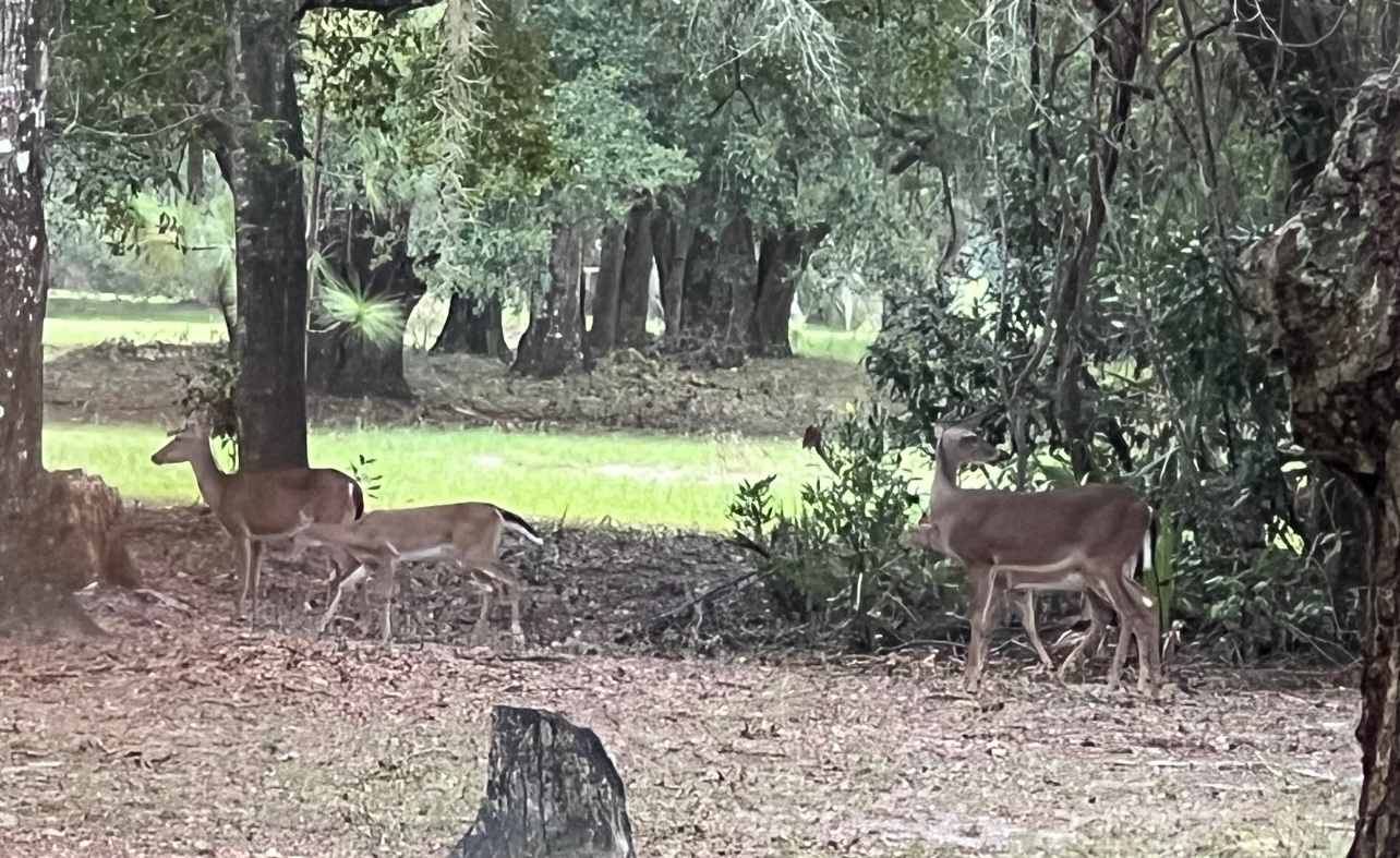 Deer